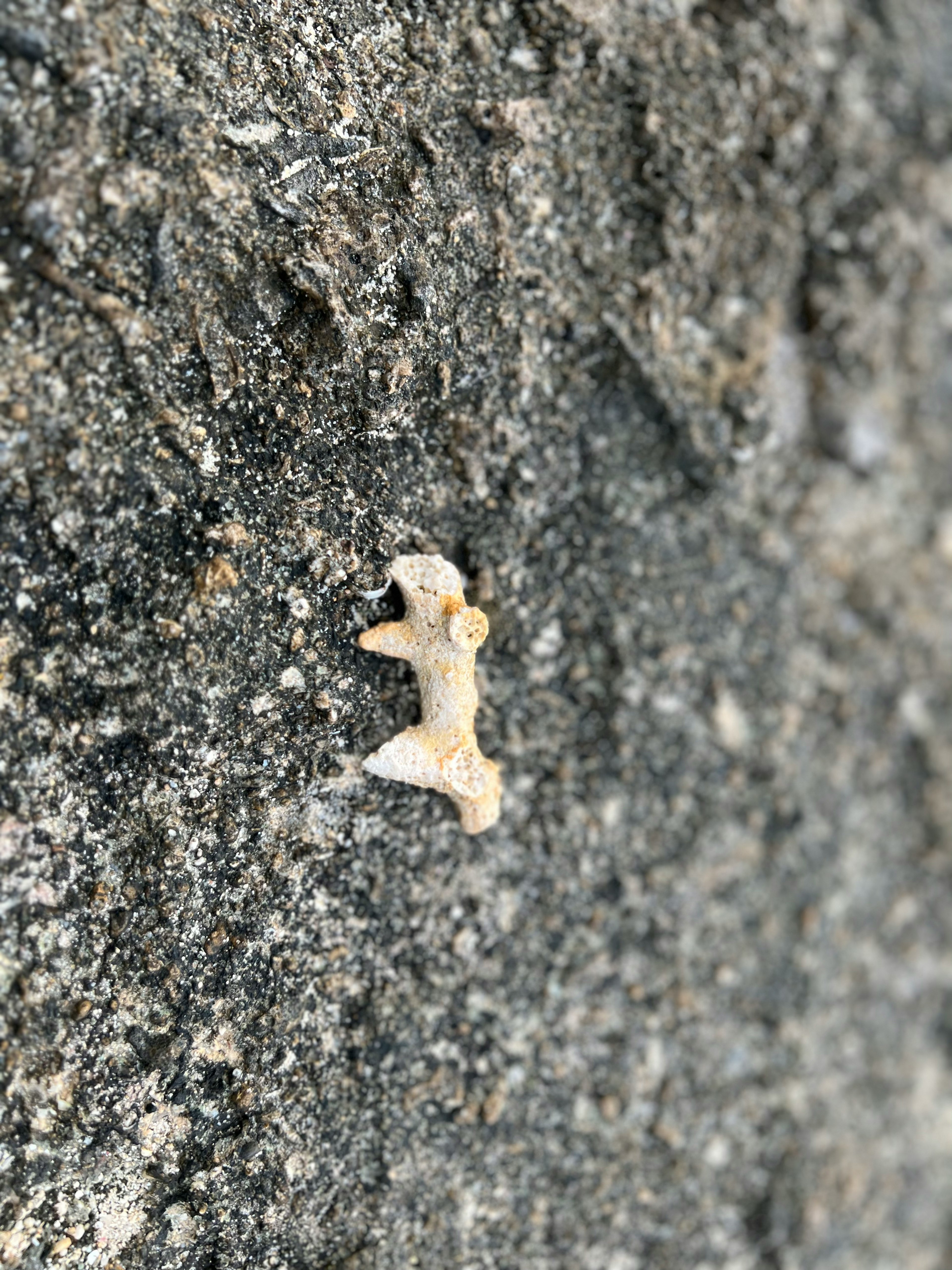 Pequeño organismo blanco aferrado a una superficie rocosa