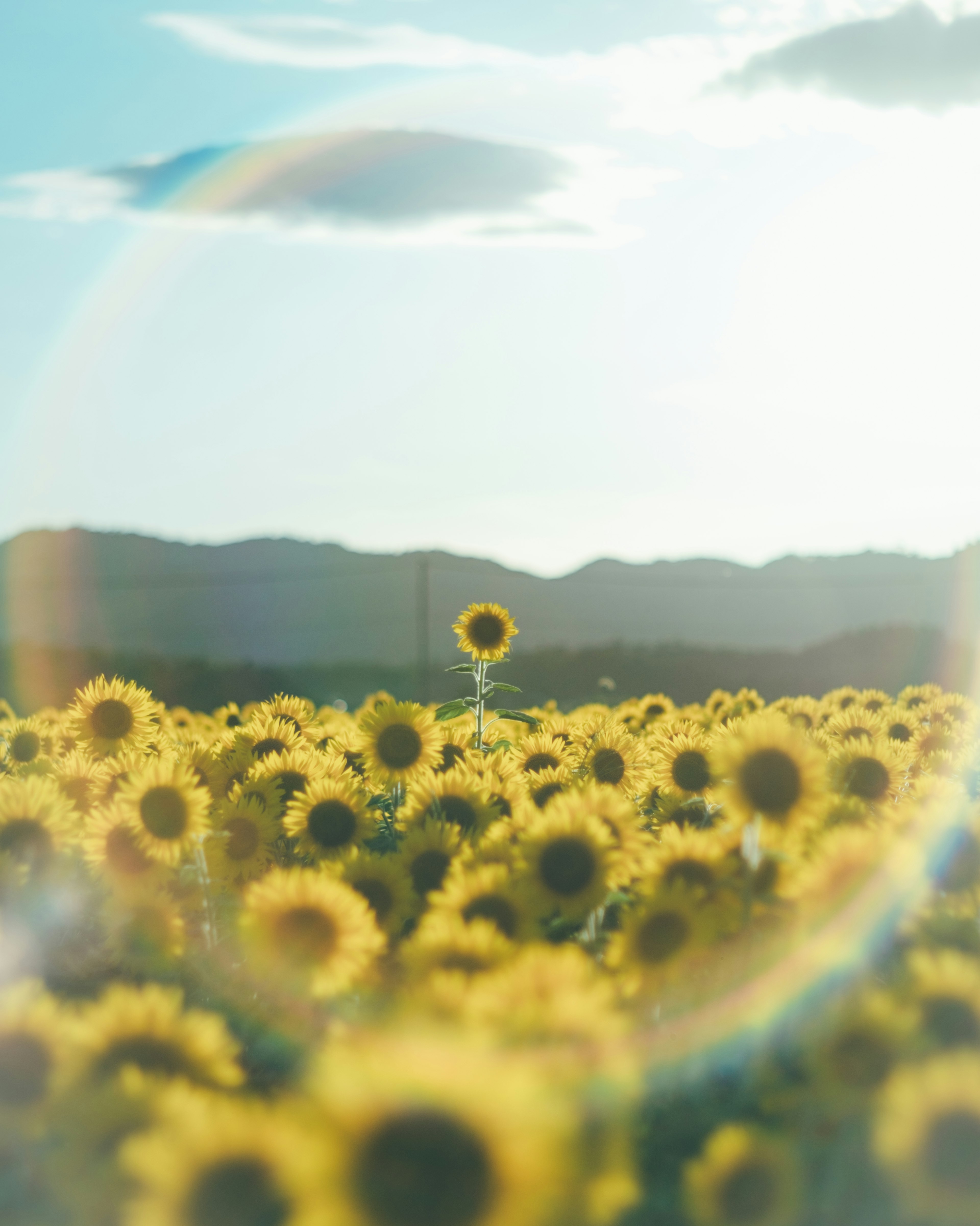 Un campo di girasoli con un unico girasole che si erge contro un cielo blu