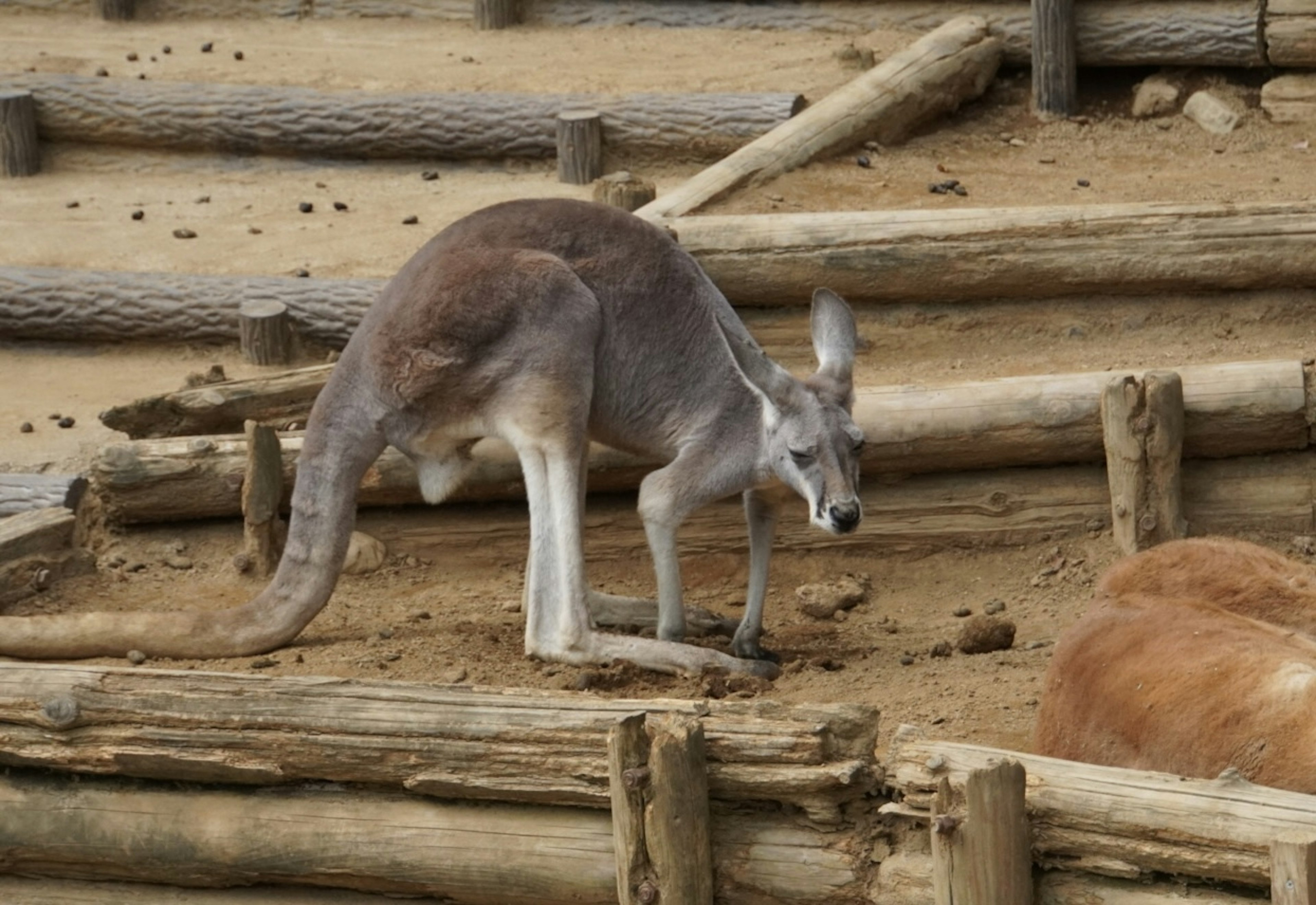 Un canguro che scava nel terreno con recinzioni in legno sullo sfondo