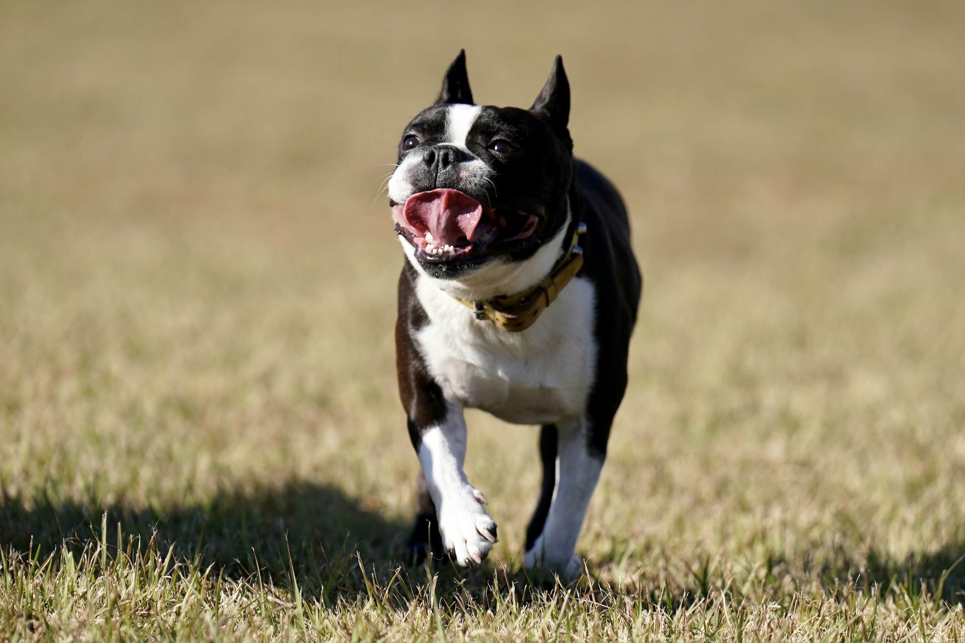 A smiling Boston Terrier dog running joyfully in a grassy field