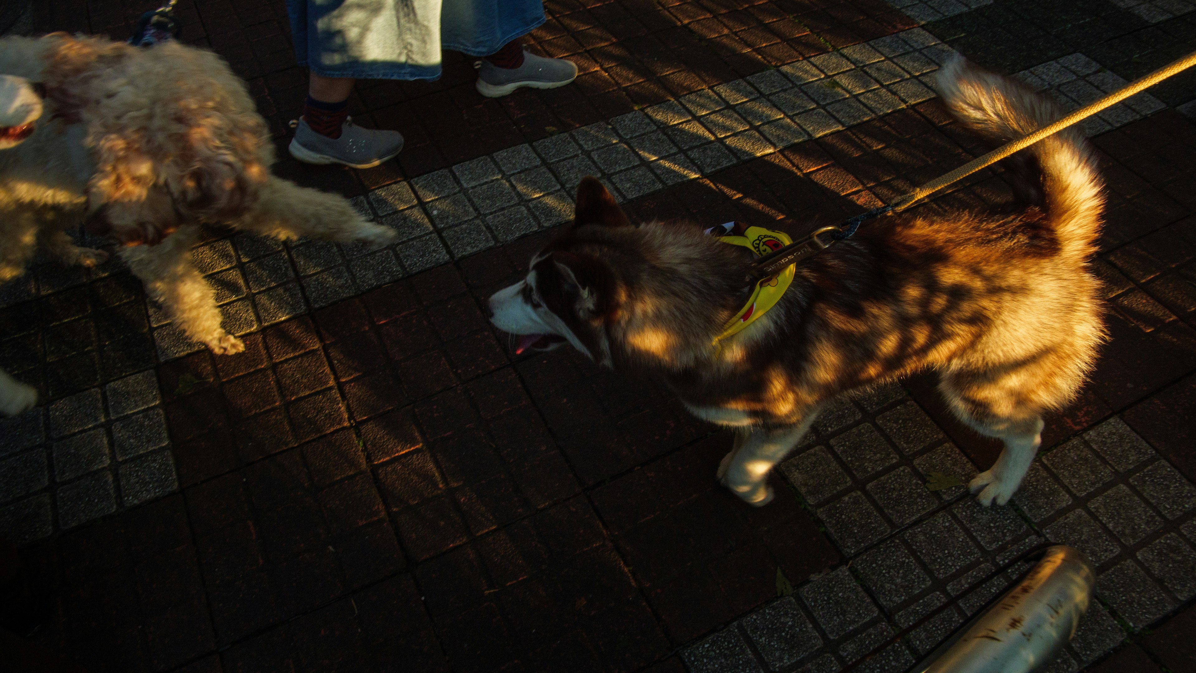 Dos perros caminando en un parque con la luz del sol proyectando sombras