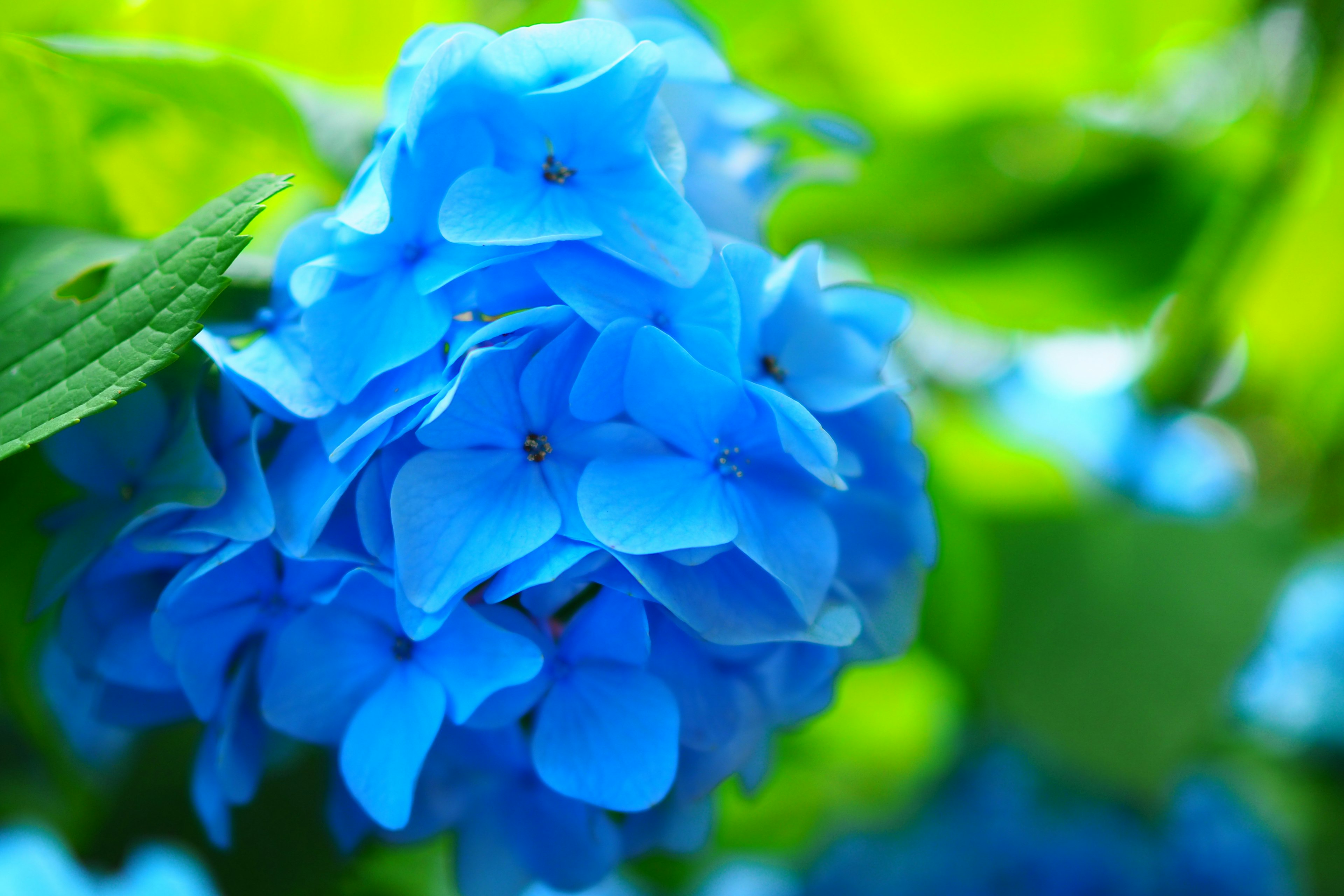 青いアジサイの花が鮮やかな緑の葉に囲まれている