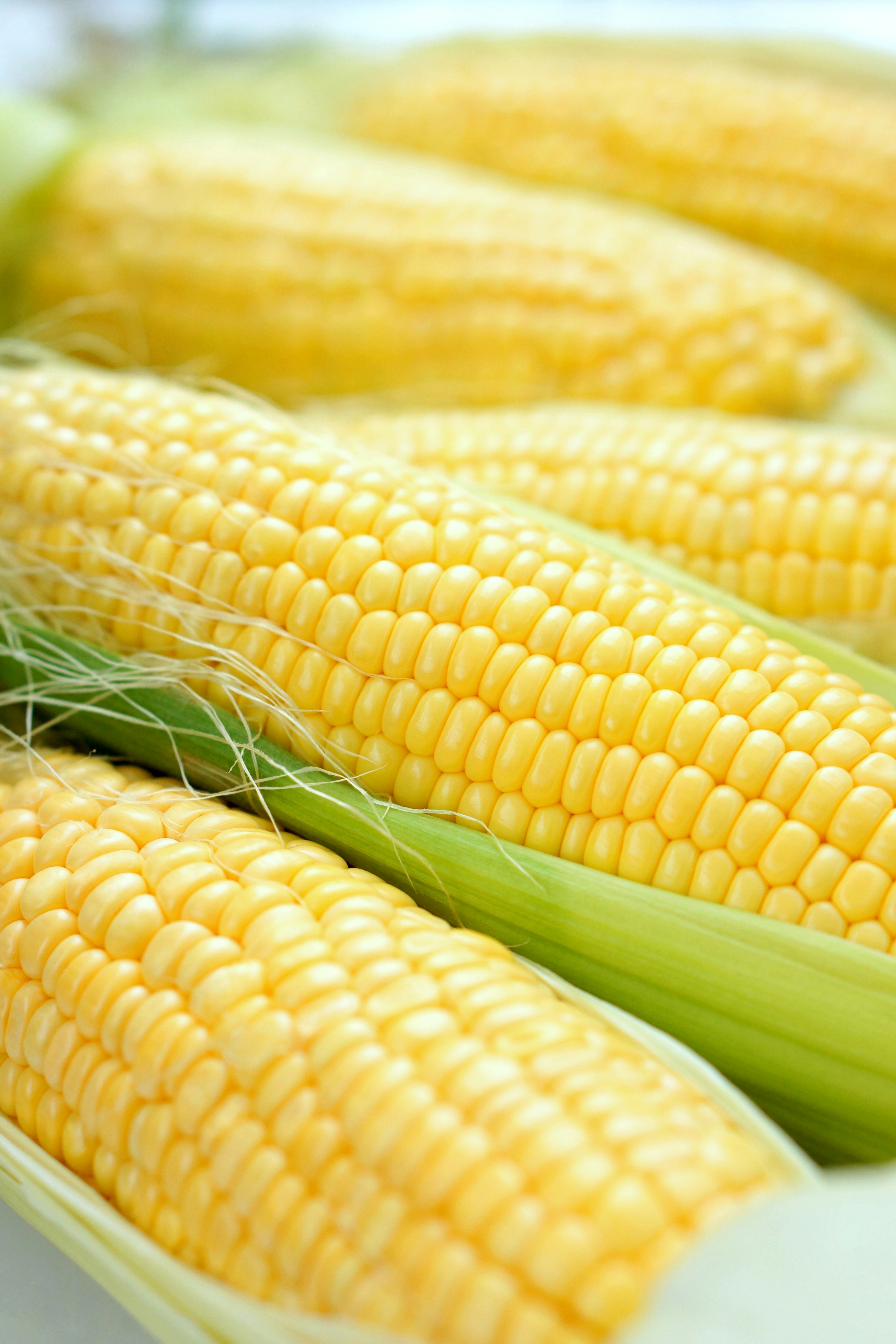 Fresh yellow corn cobs arranged in a row