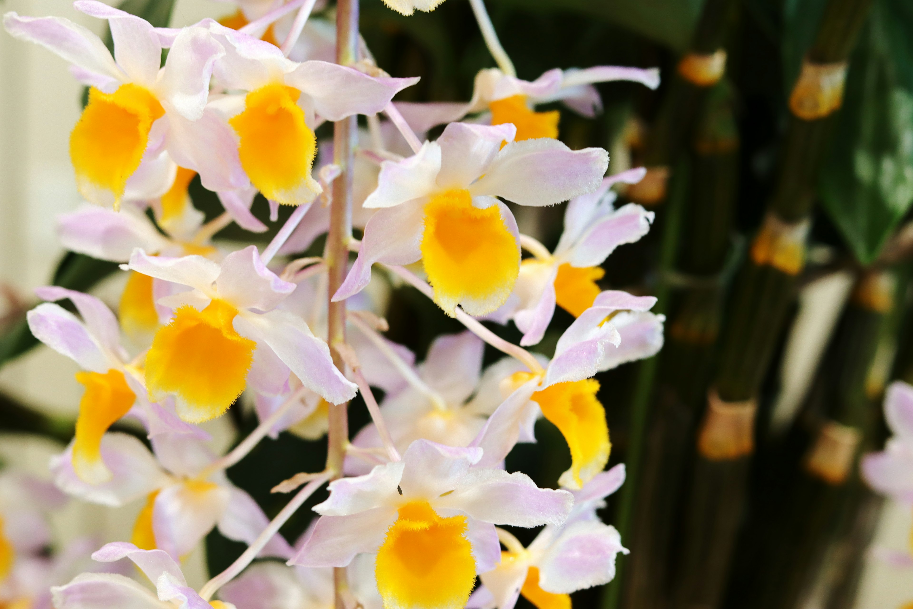 Acercamiento de orquídeas con flores rosa pálido y amarillas