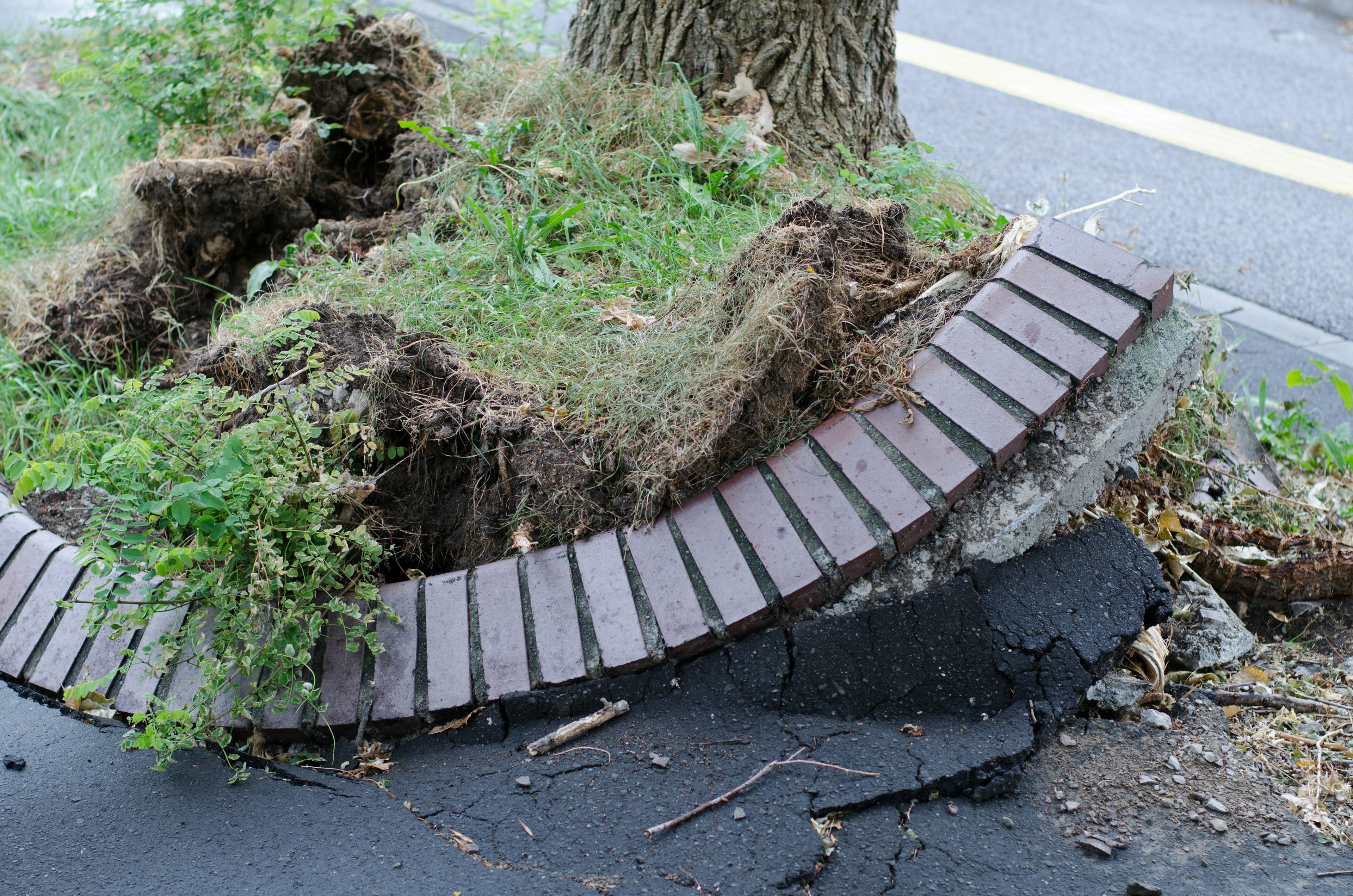 Une vue de pavé fissuré et d'herbe à la base d'un arbre le long de la route