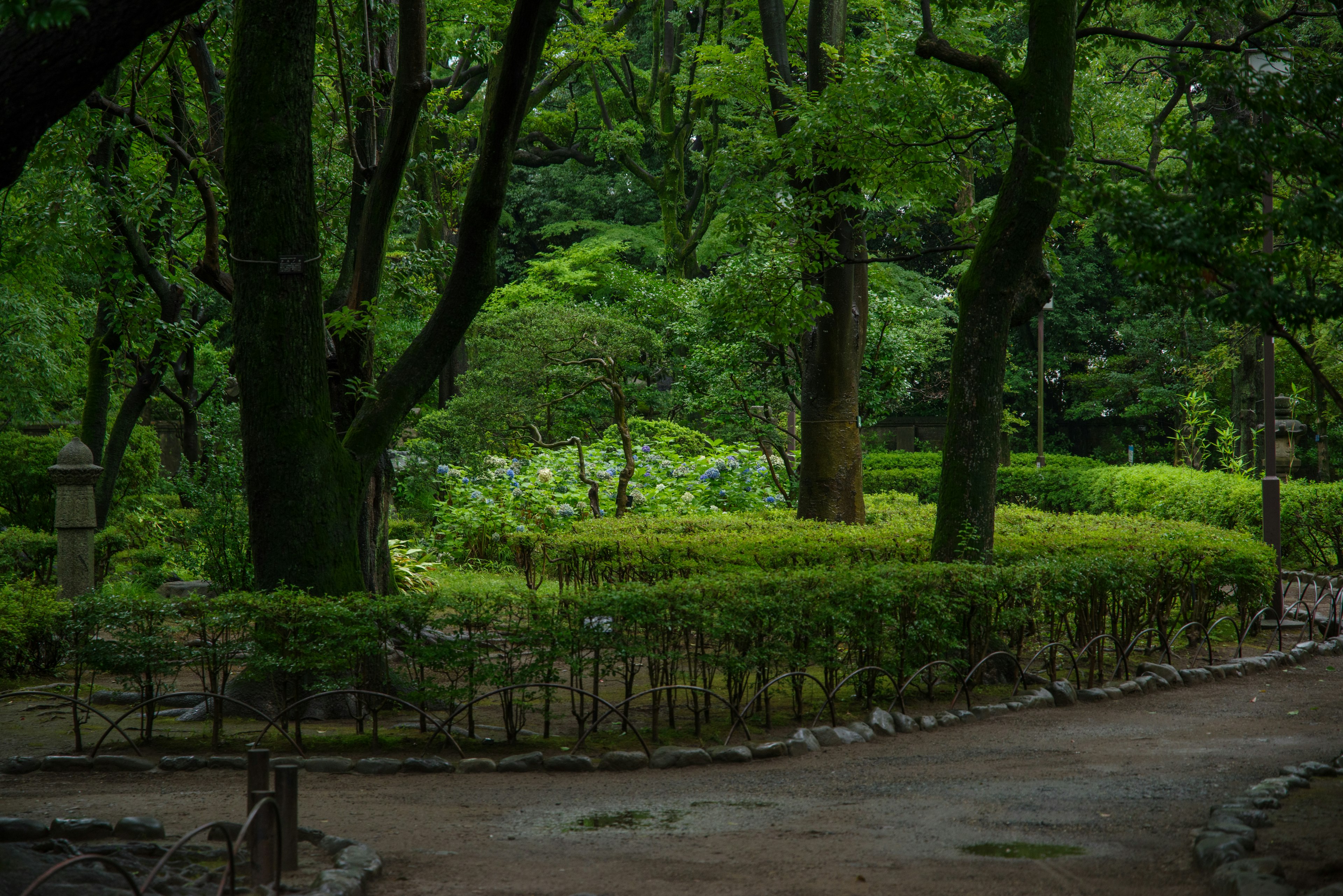 Escena de parque exuberante con árboles y setos bajos