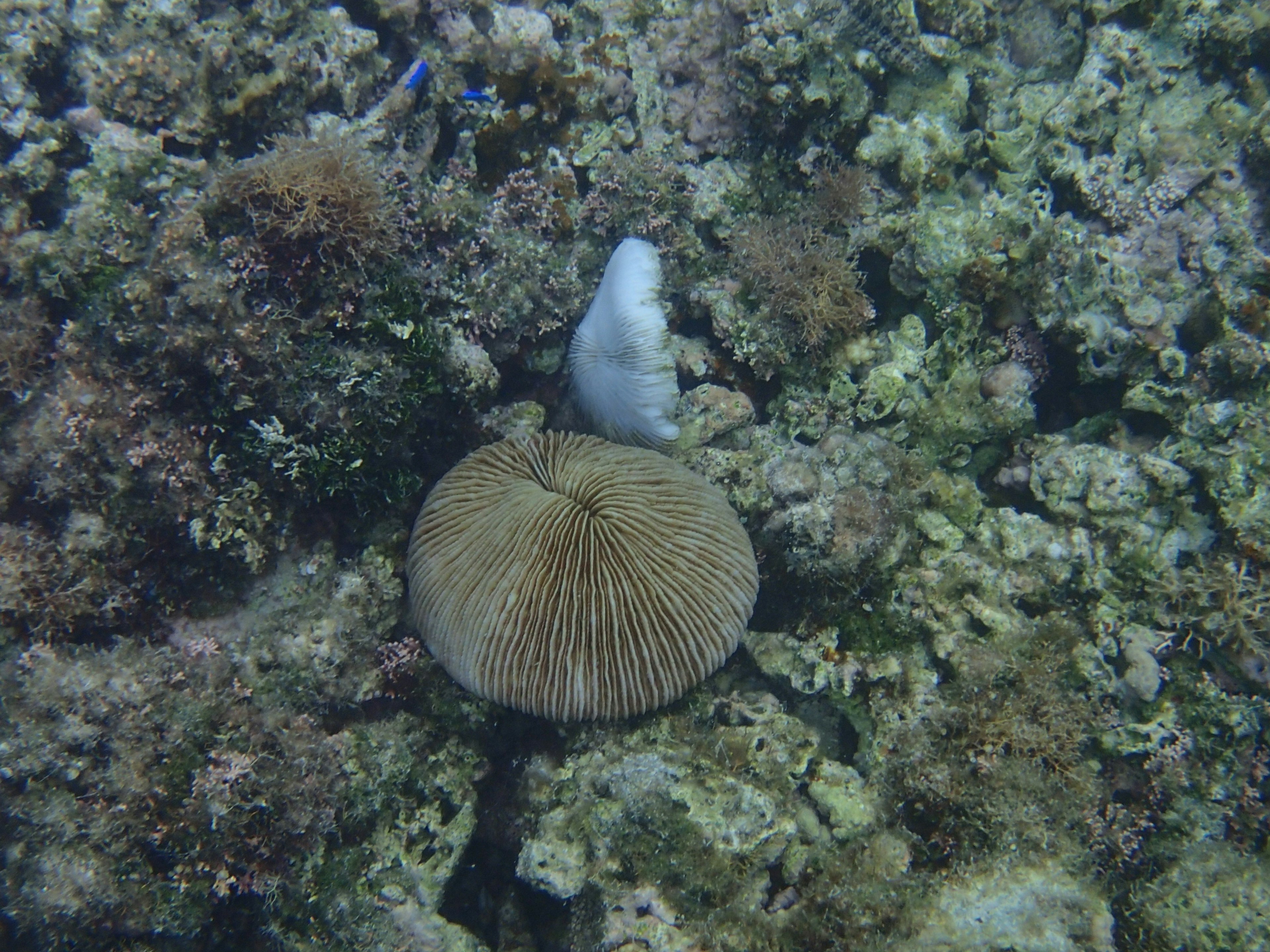 Large round coral on the ocean floor surrounded by algae