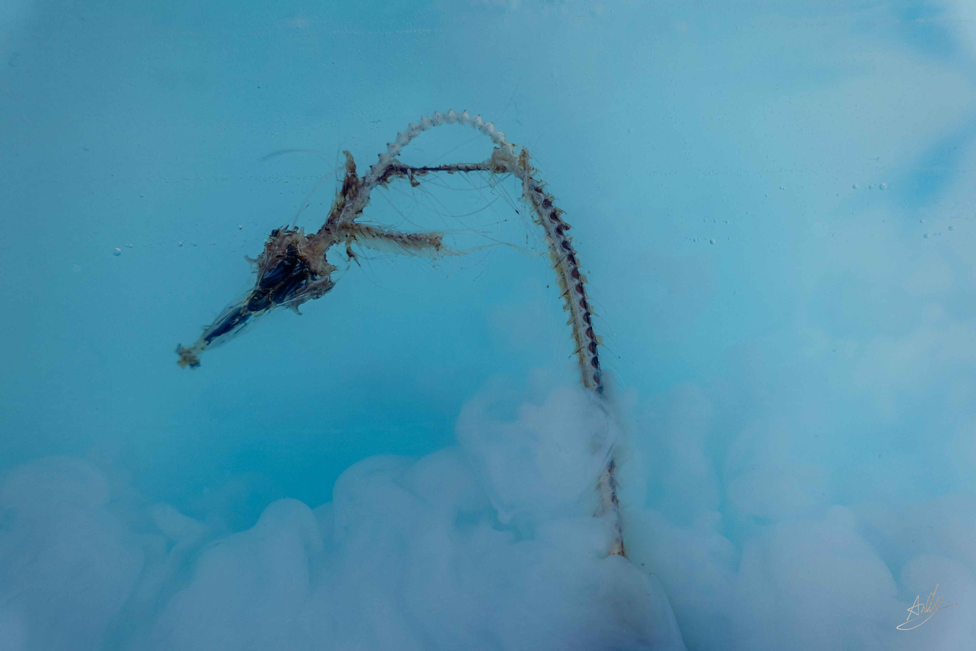 Eine skelettartige Struktur, die vor einem blauen Hintergrund mit Wolkendetails schwebt