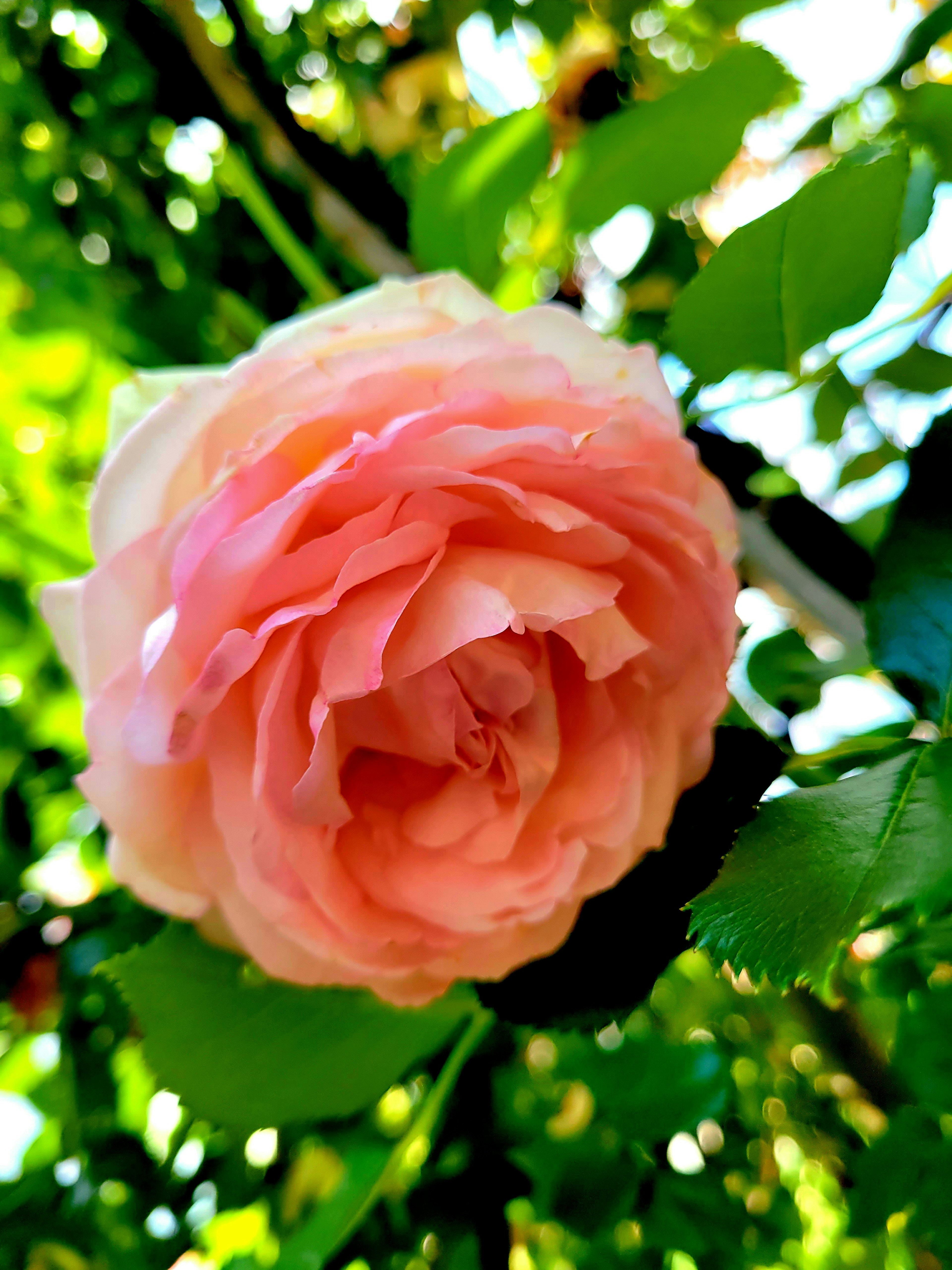 Eine zarte rosa Rose blüht umgeben von grünen Blättern