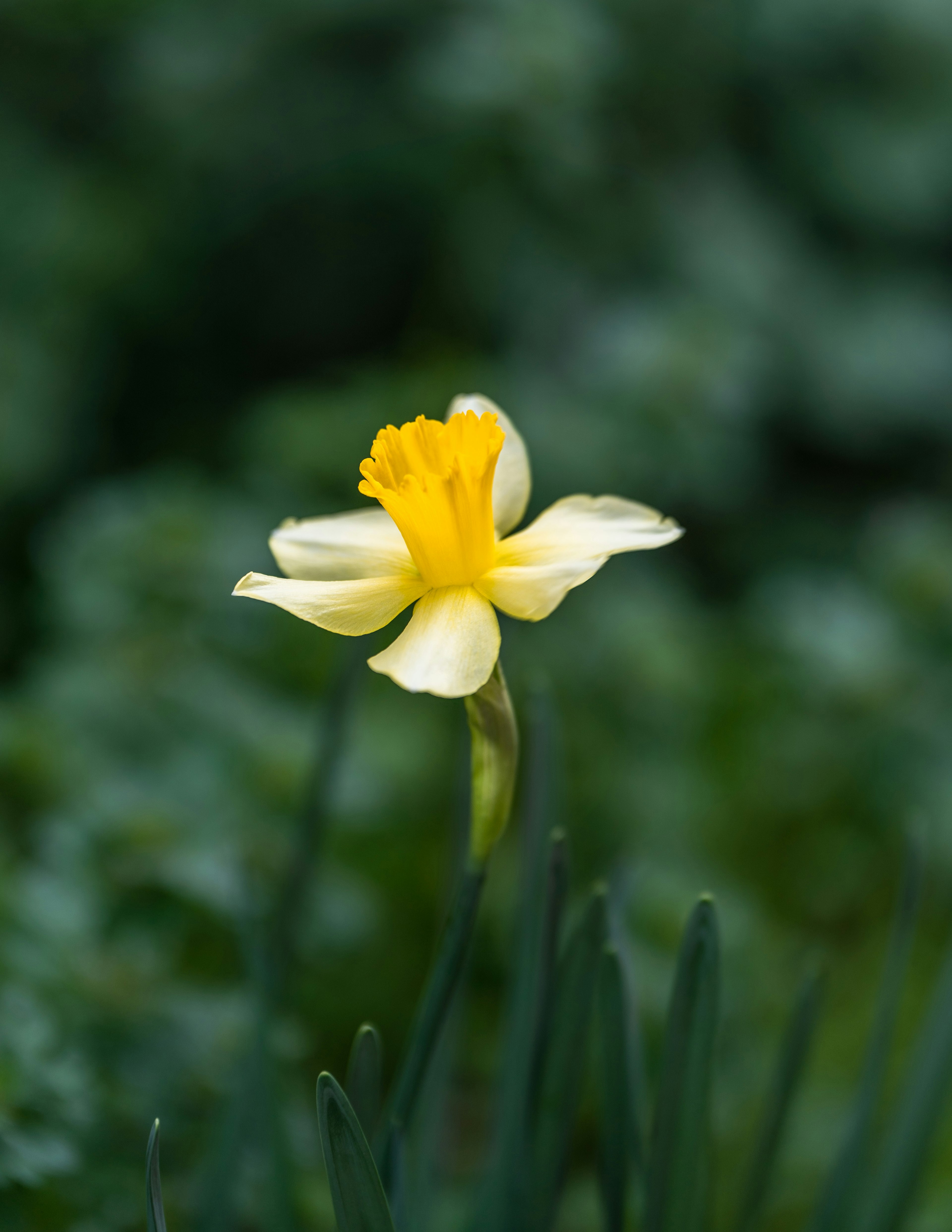 黄色の花びらを持つ水仙の花が緑の背景に咲いている