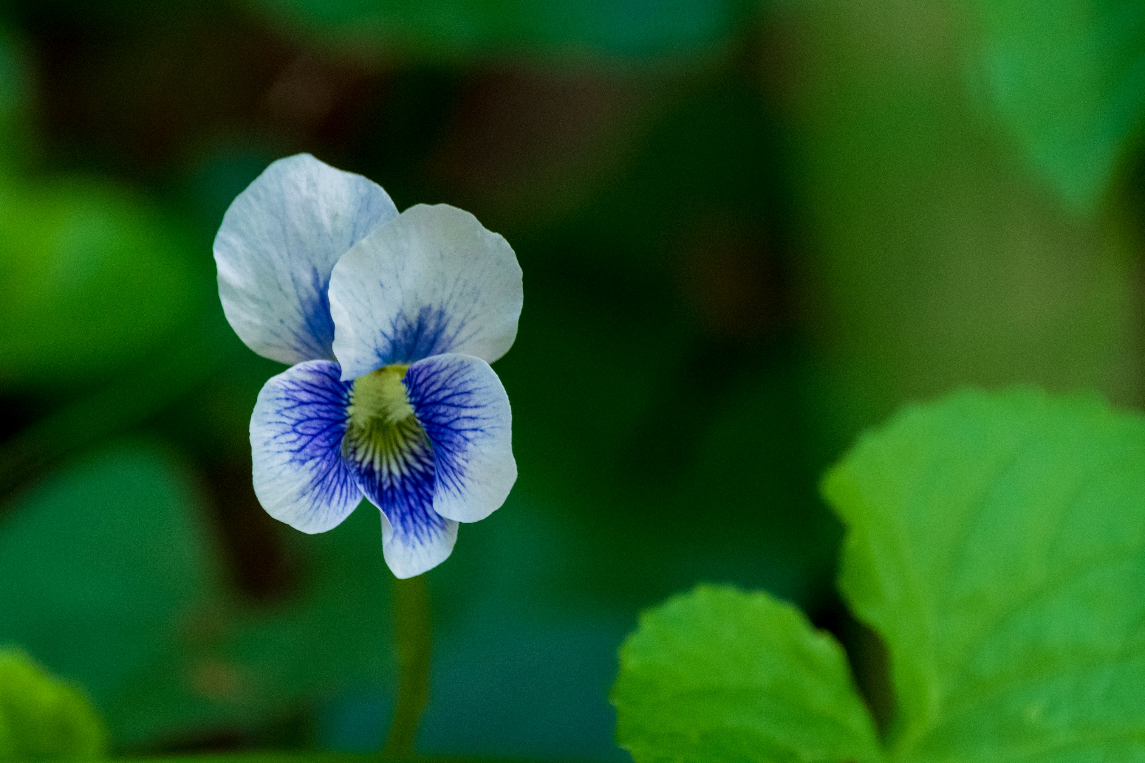 A white flower with blue patterns blooming among green leaves