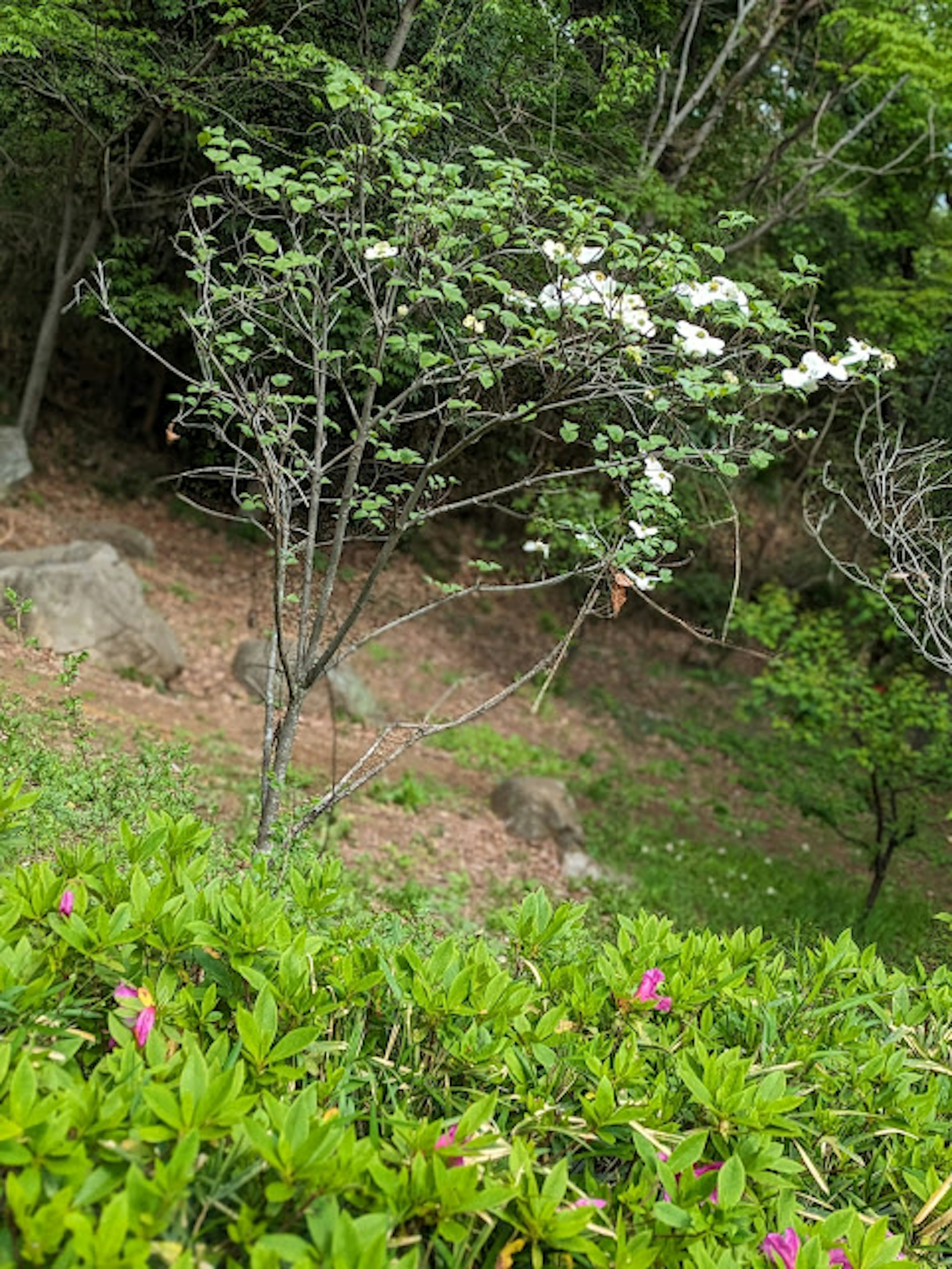 白い花を咲かせた木と緑の葉を持つ低い茂みの風景