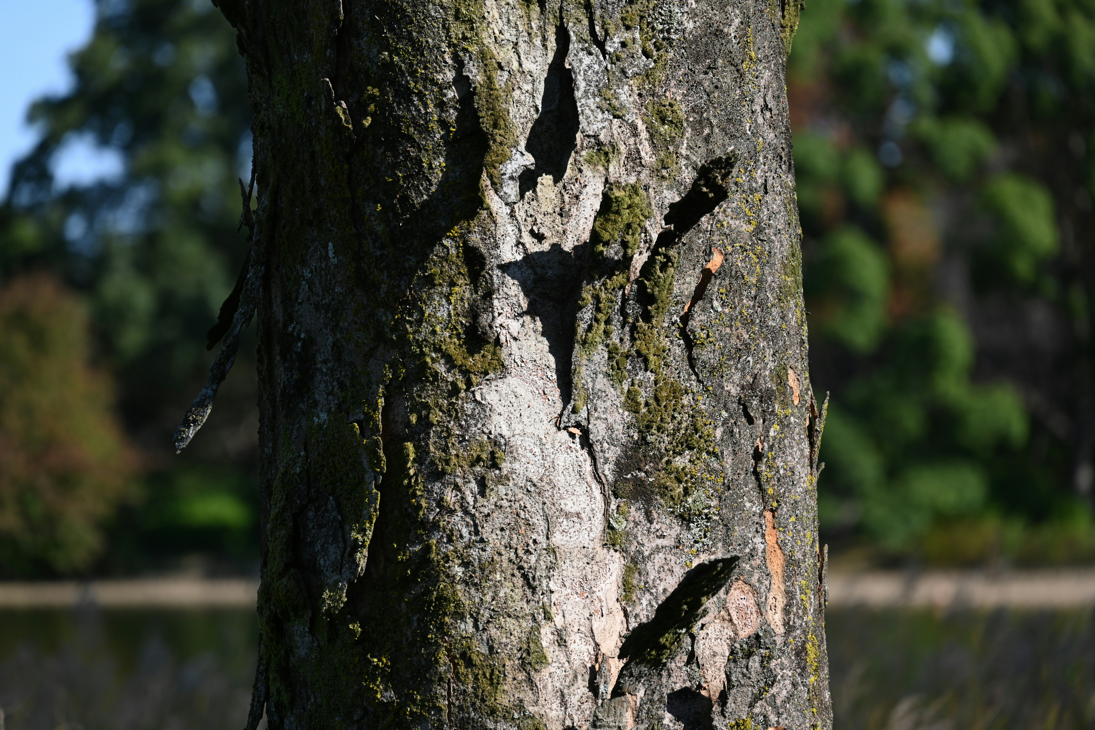 Close-up of a tree trunk showing deep cracks and mossy texture