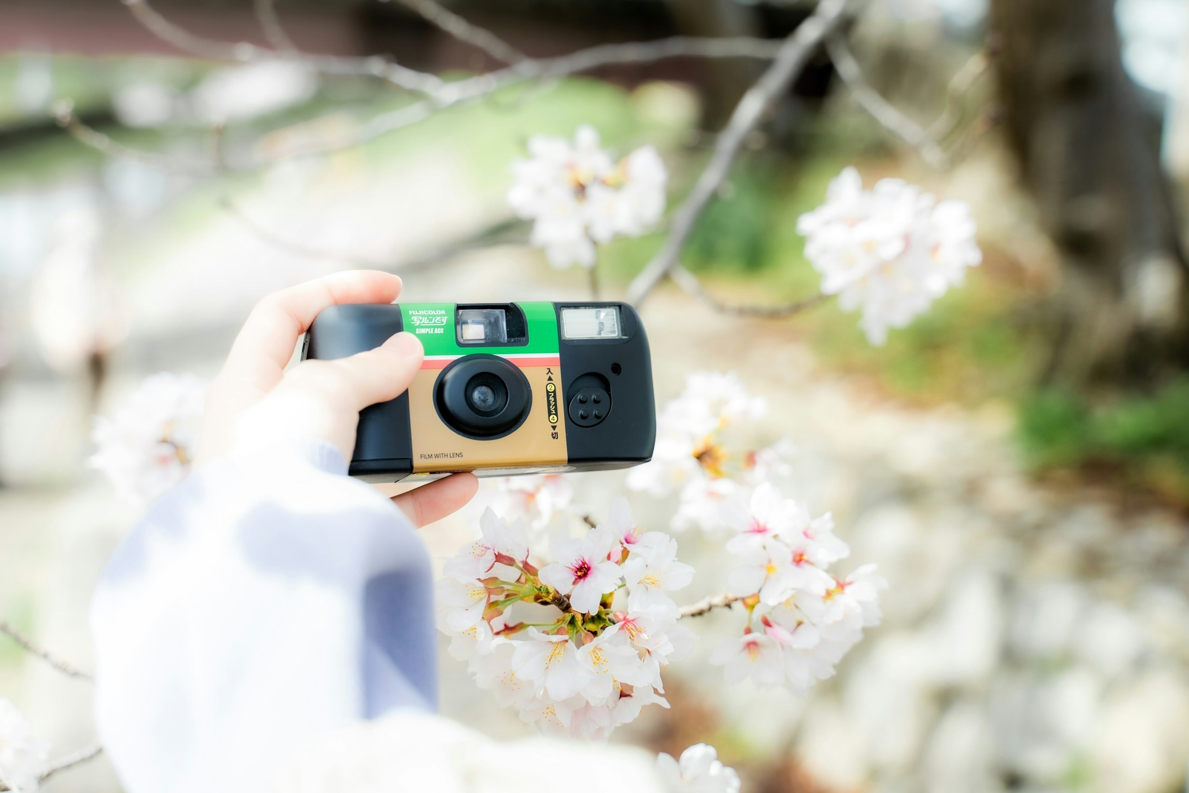 Hand holding a camera in front of cherry blossoms