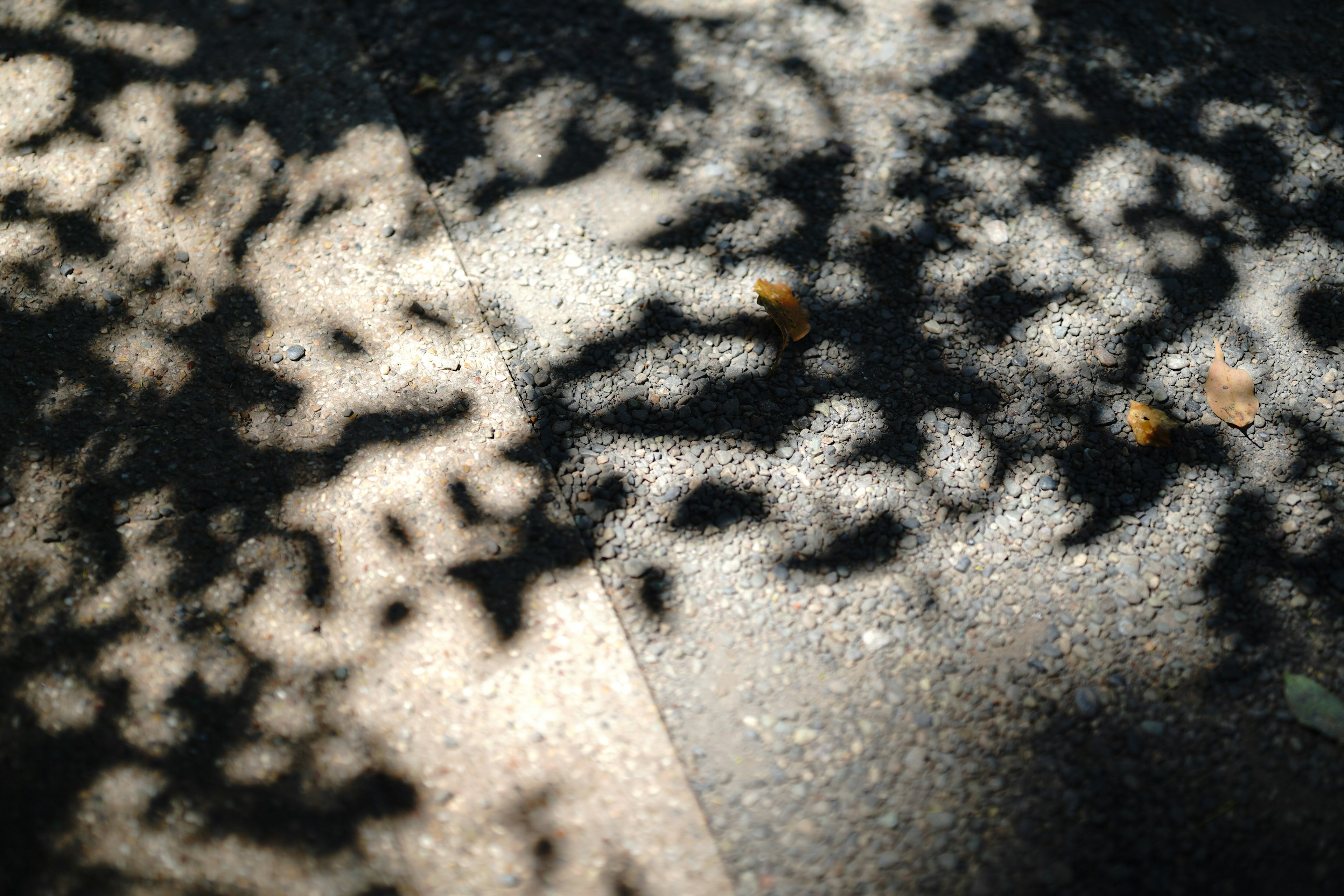 Schöne Muster von Blätter Schatten auf dem Boden