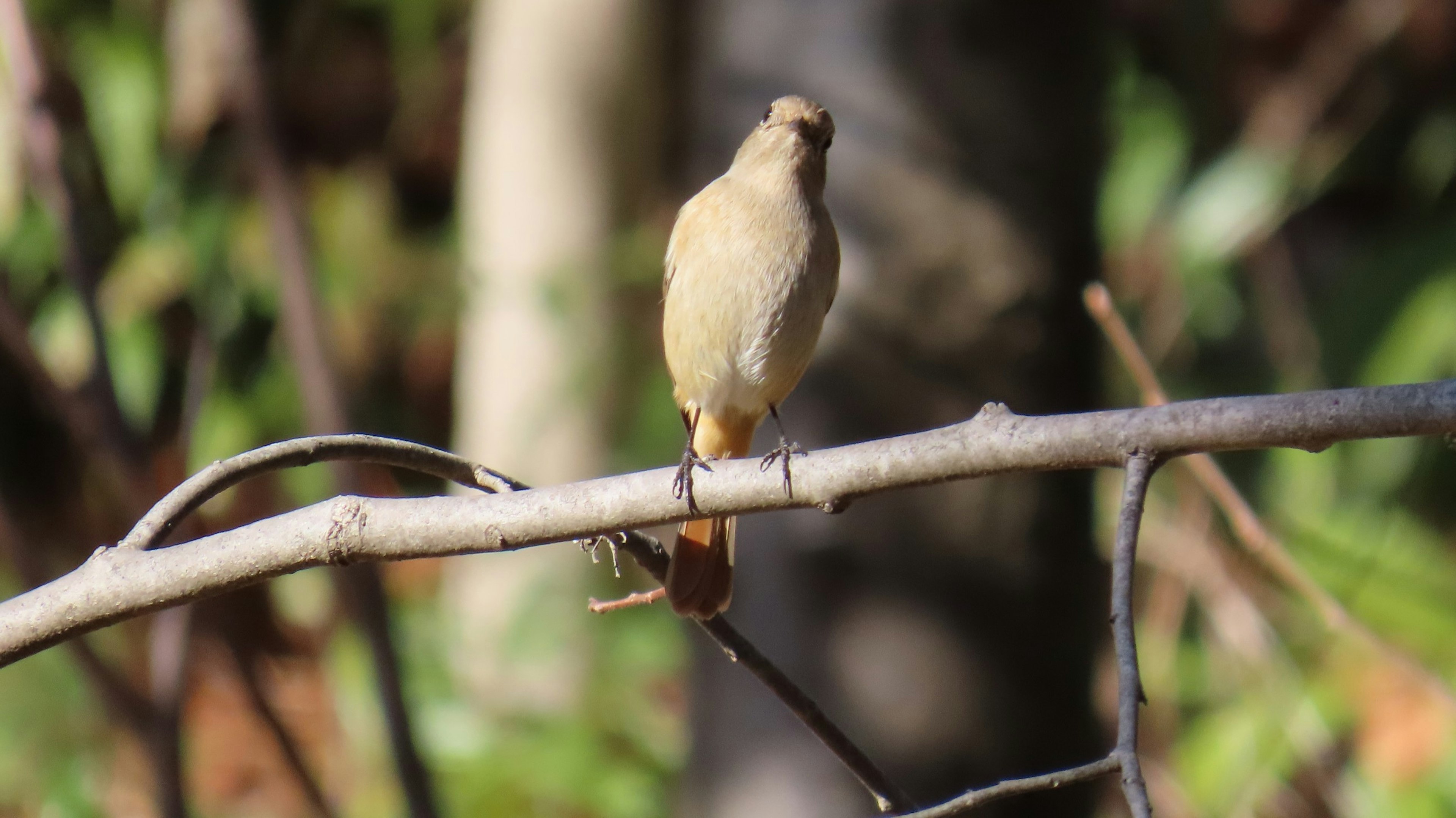 Petit oiseau de couleur pâle perché sur une branche