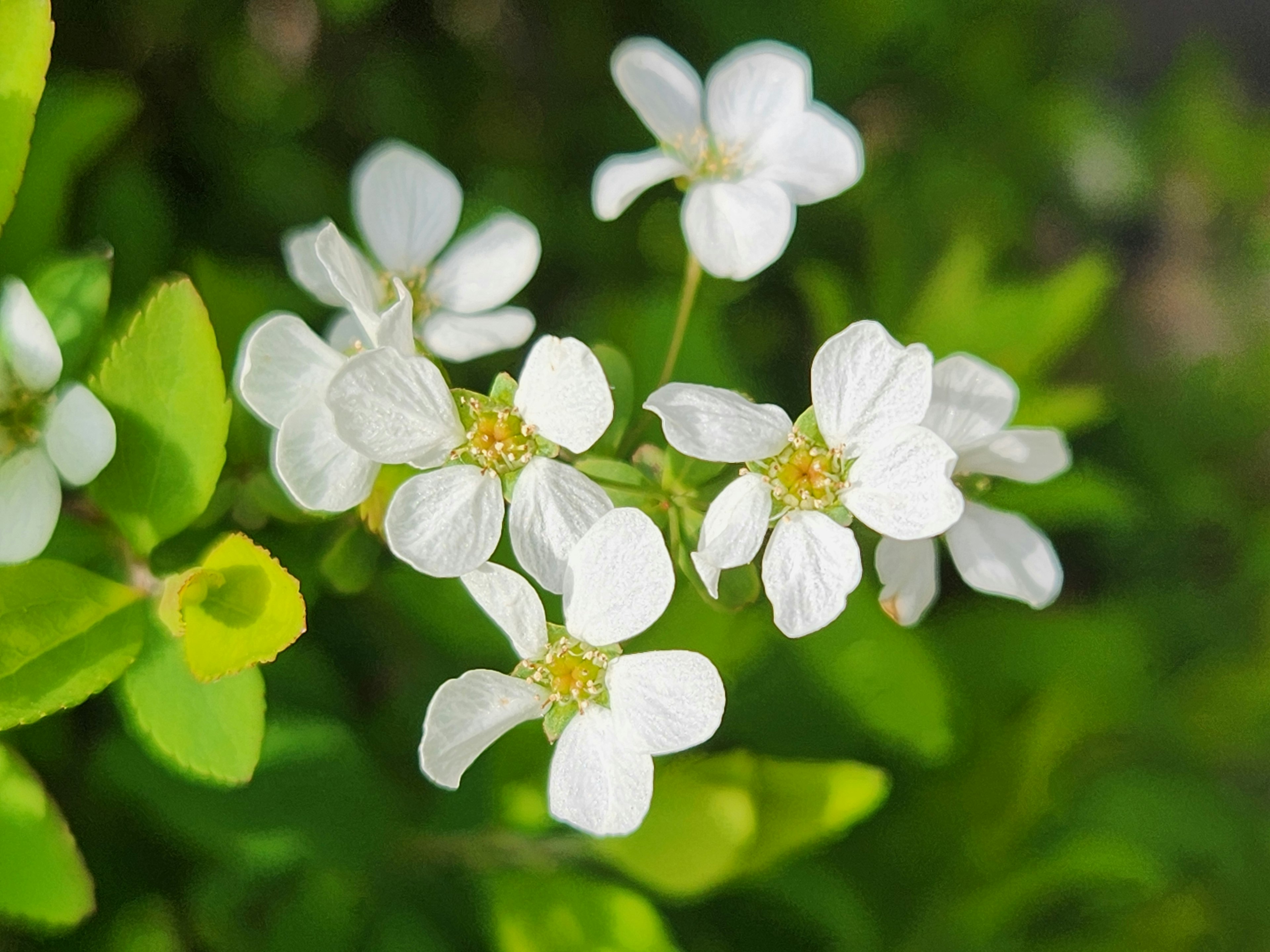 Close-up of white flowers and green leaves