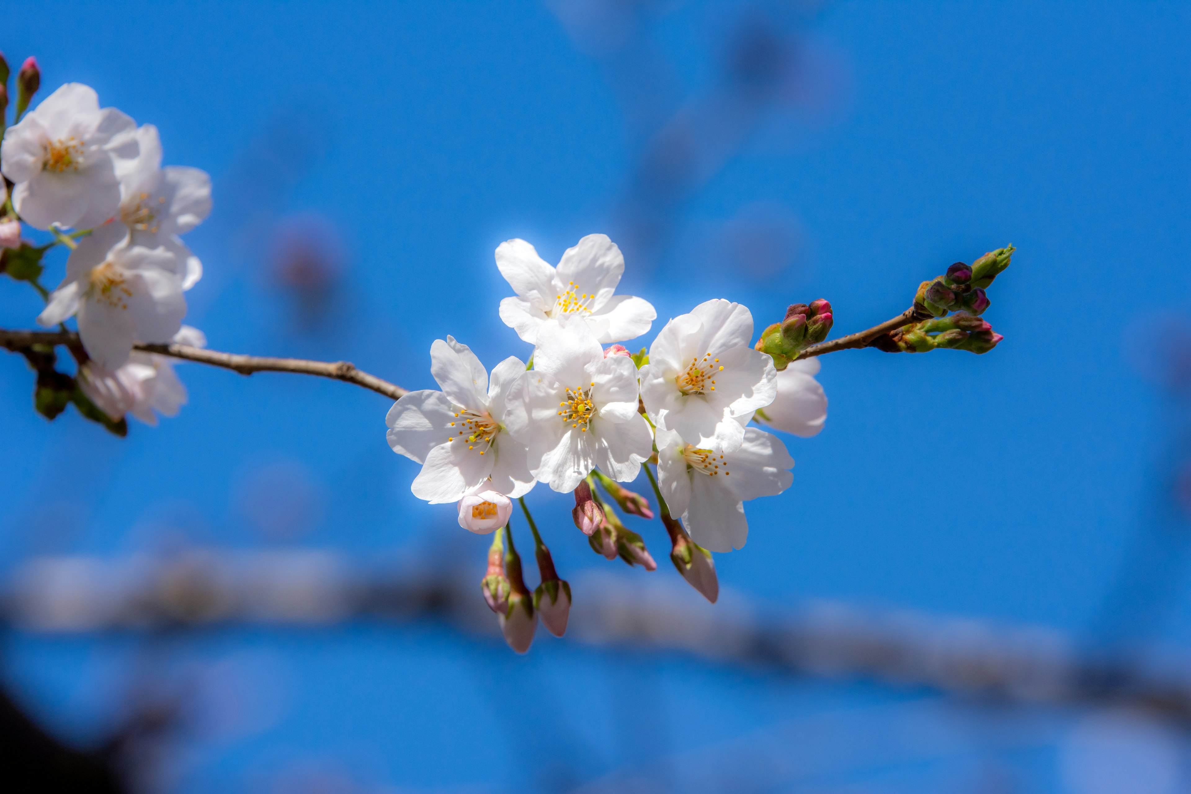 Bunga sakura putih mekar di latar belakang langit biru