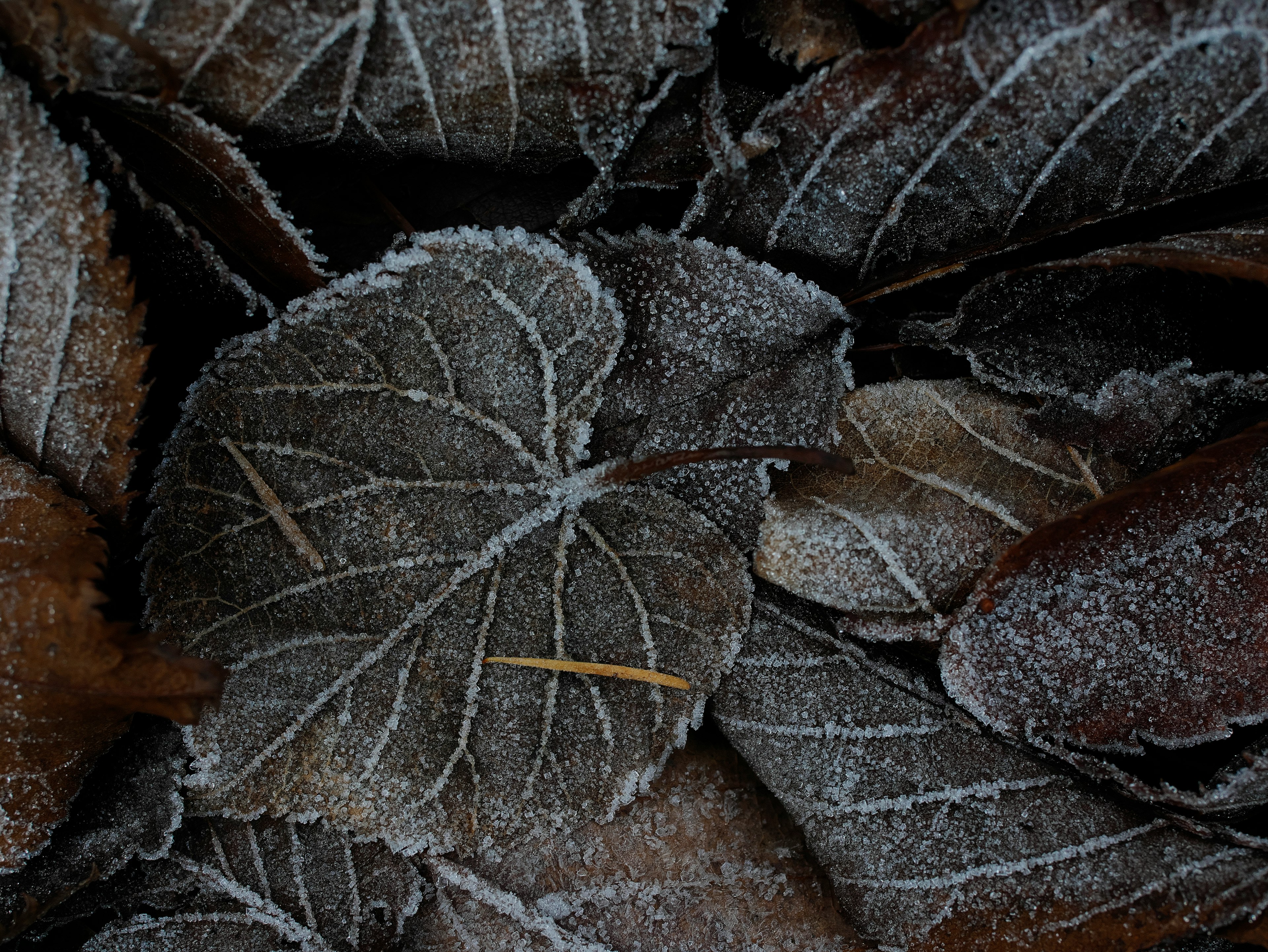 Close-up of frost-covered dry leaves with dark hues and visible veins