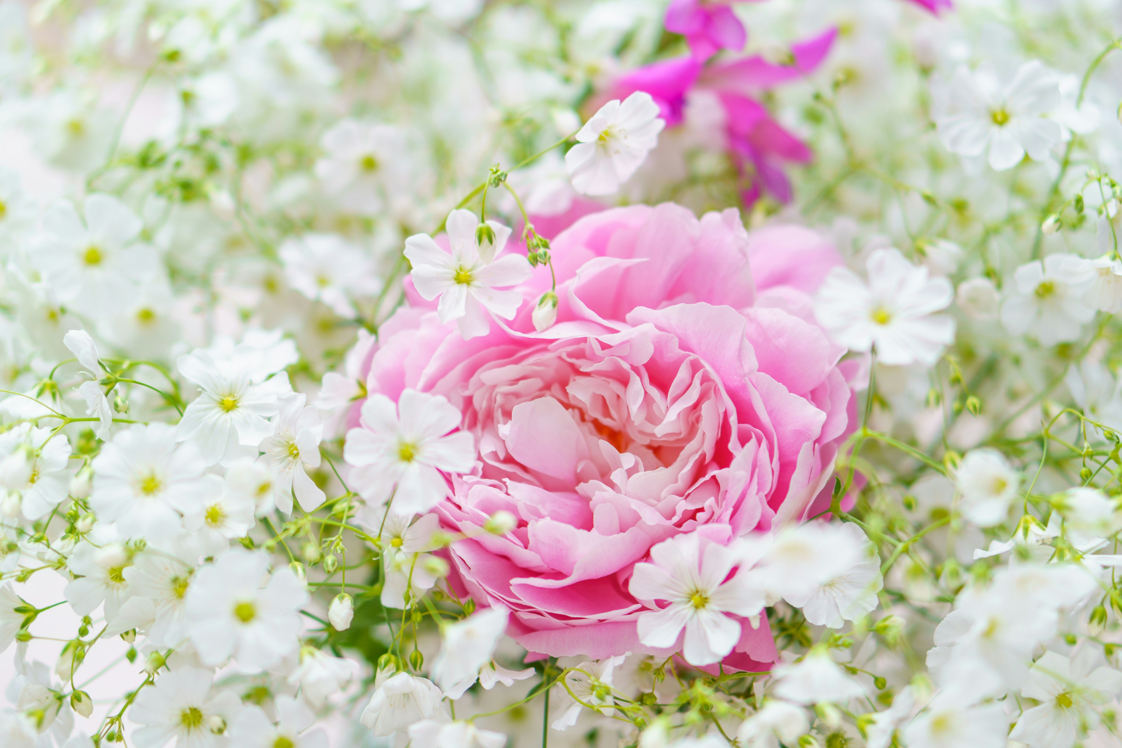 白い小花に囲まれたピンクのバラの花