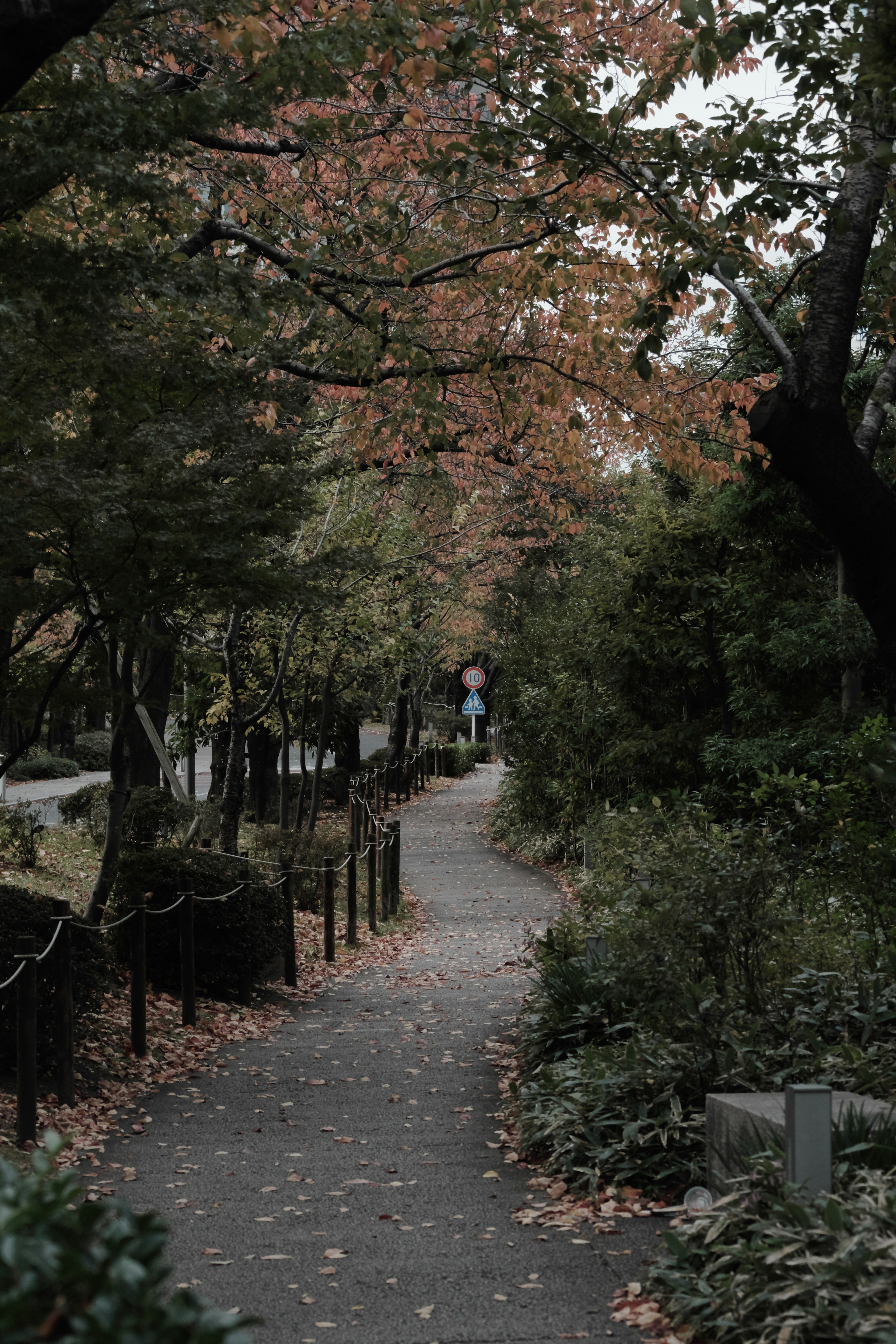 秋の公園の小道に落ち葉が散らばり、周囲の木々が色づいている