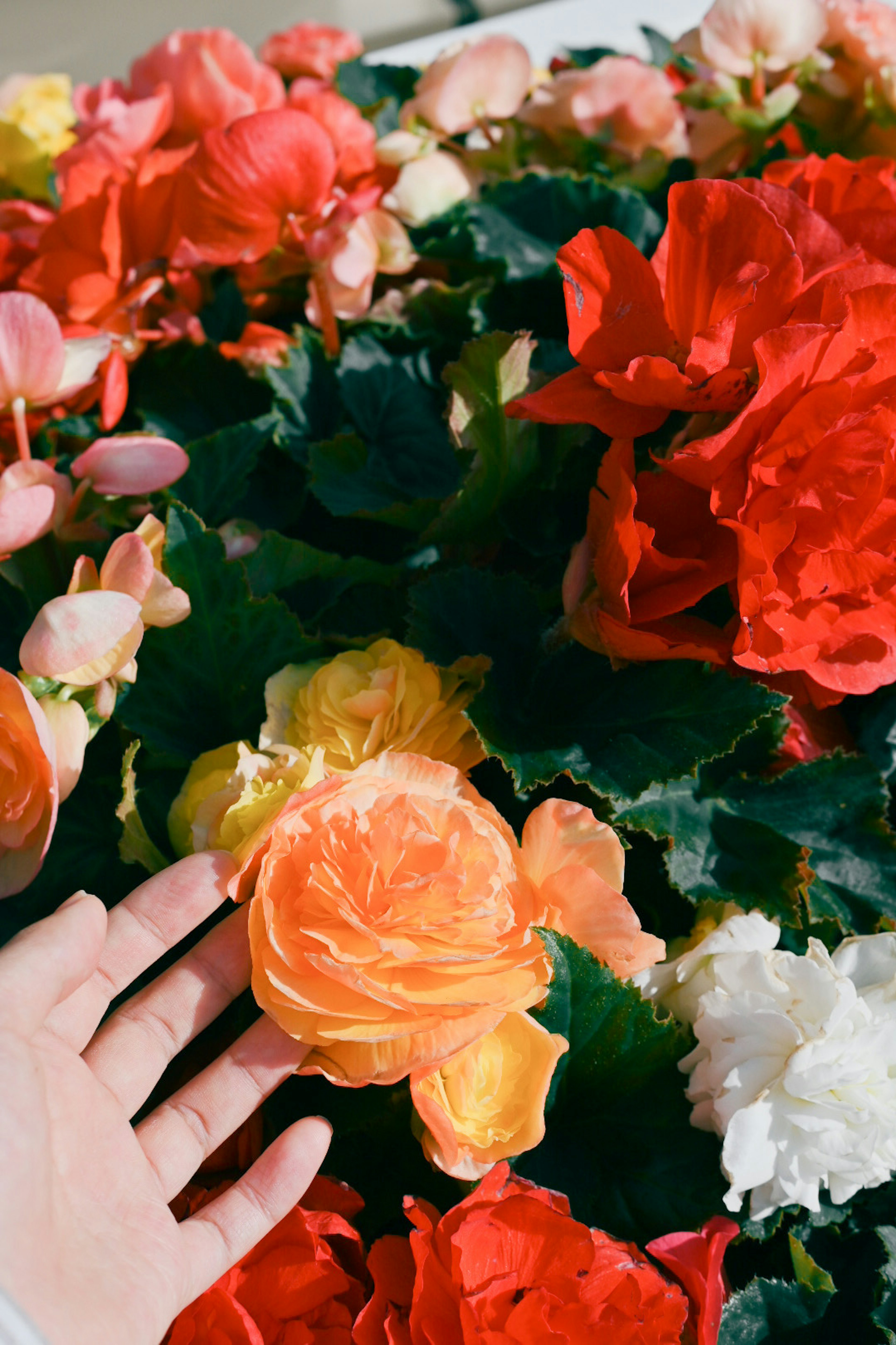 Colorful begonias with a hand gently touching the flowers