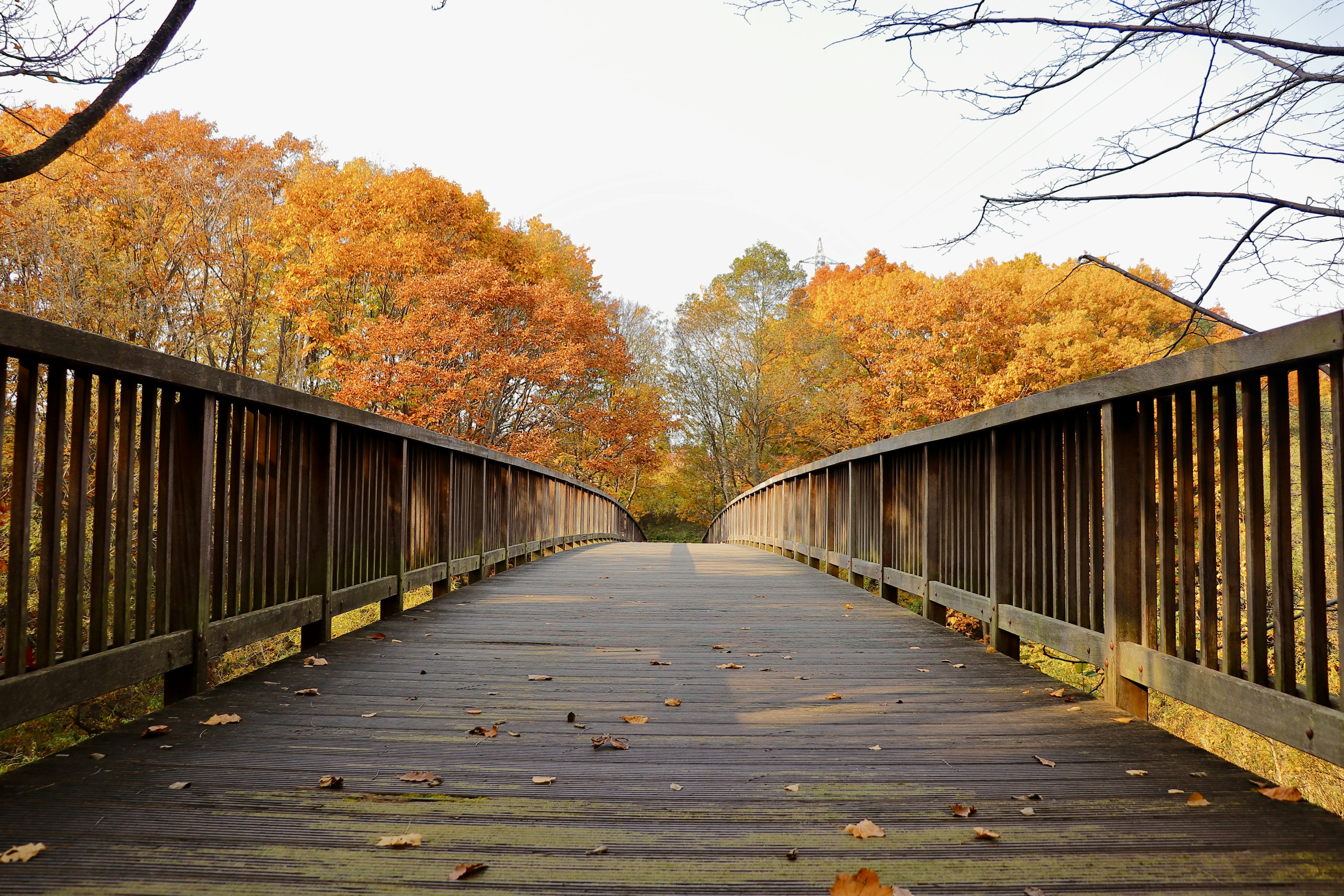 Wooden bridge leading through autumn foliage