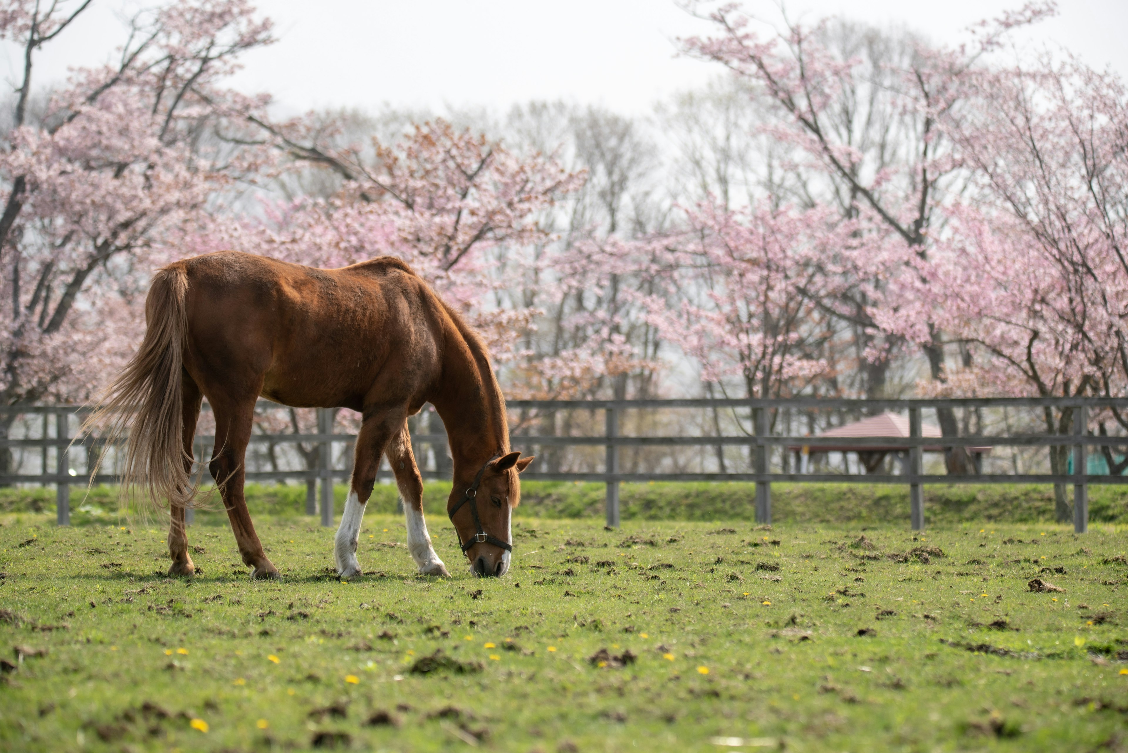 桜の木の下で草を食べる茶色い馬