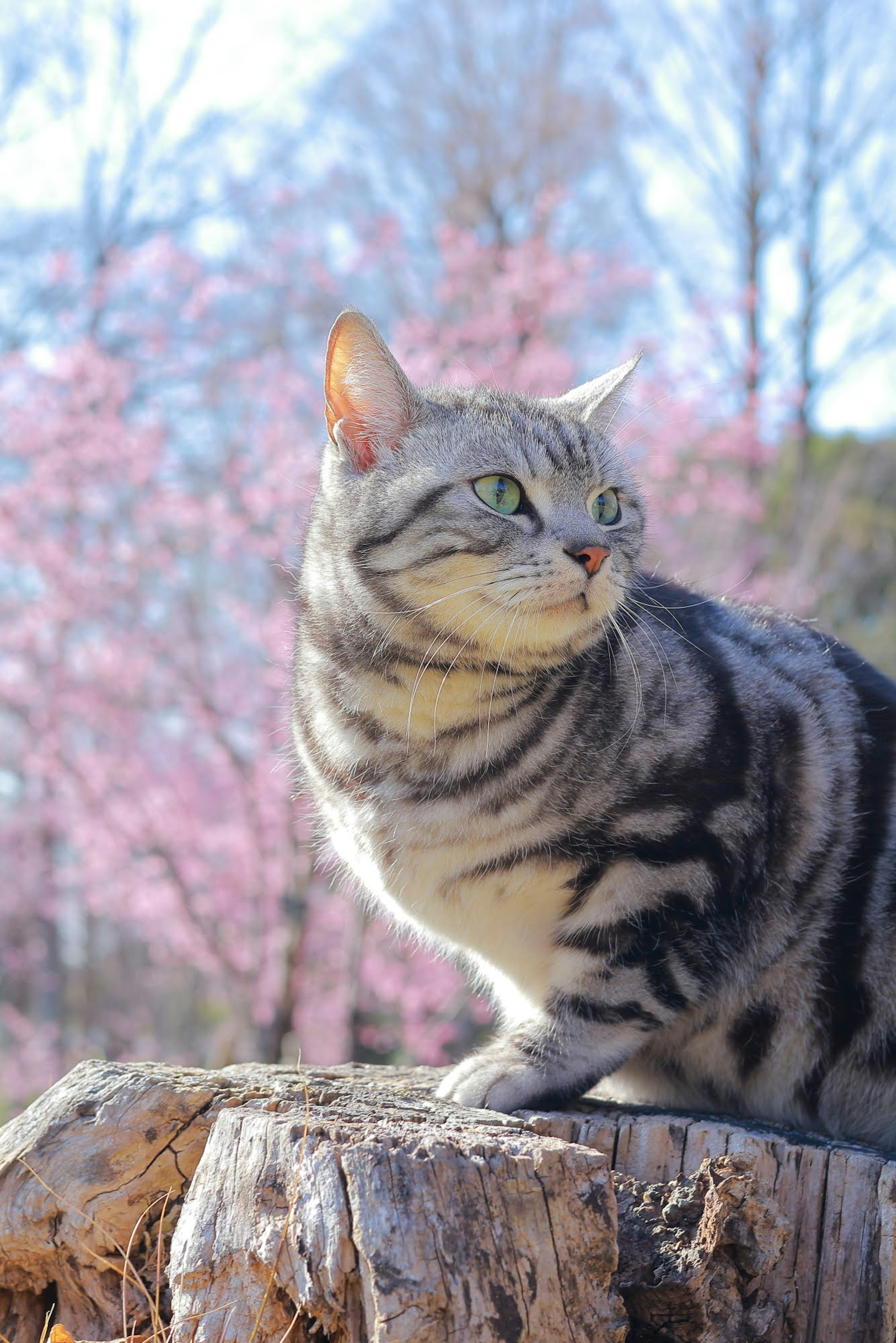 Gato americano de pelo corto plateado sentado frente a los cerezos en flor