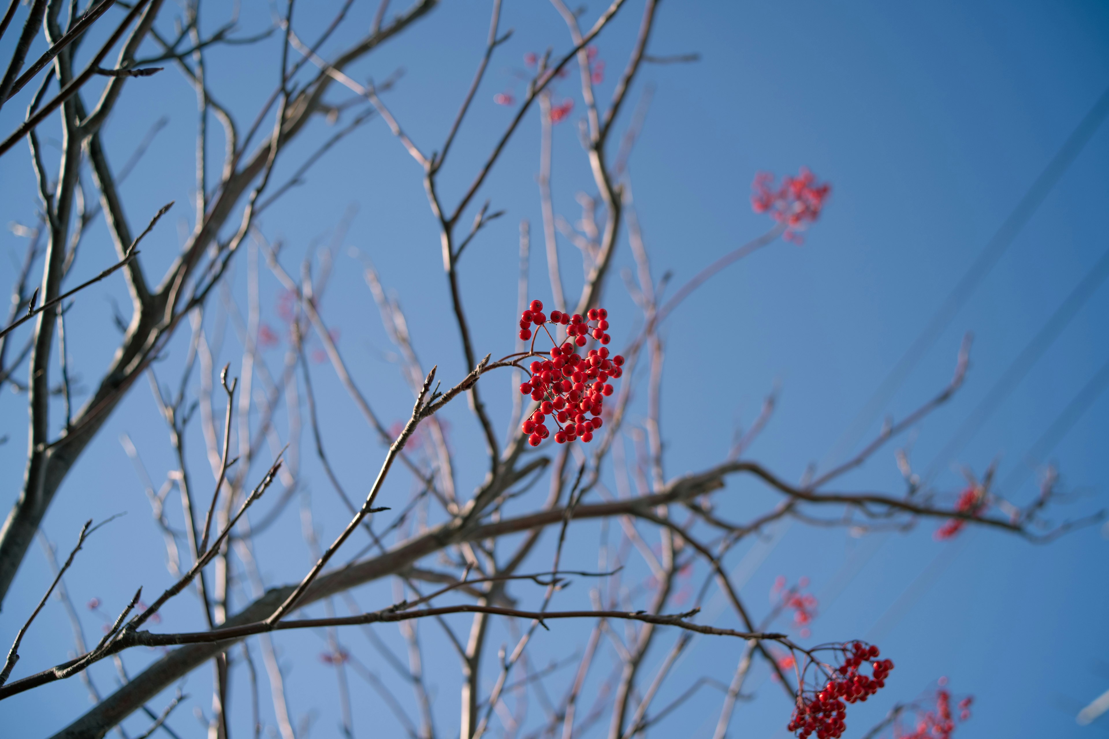 Nahaufnahme von Zweigen mit roten Beeren vor blauem Himmel