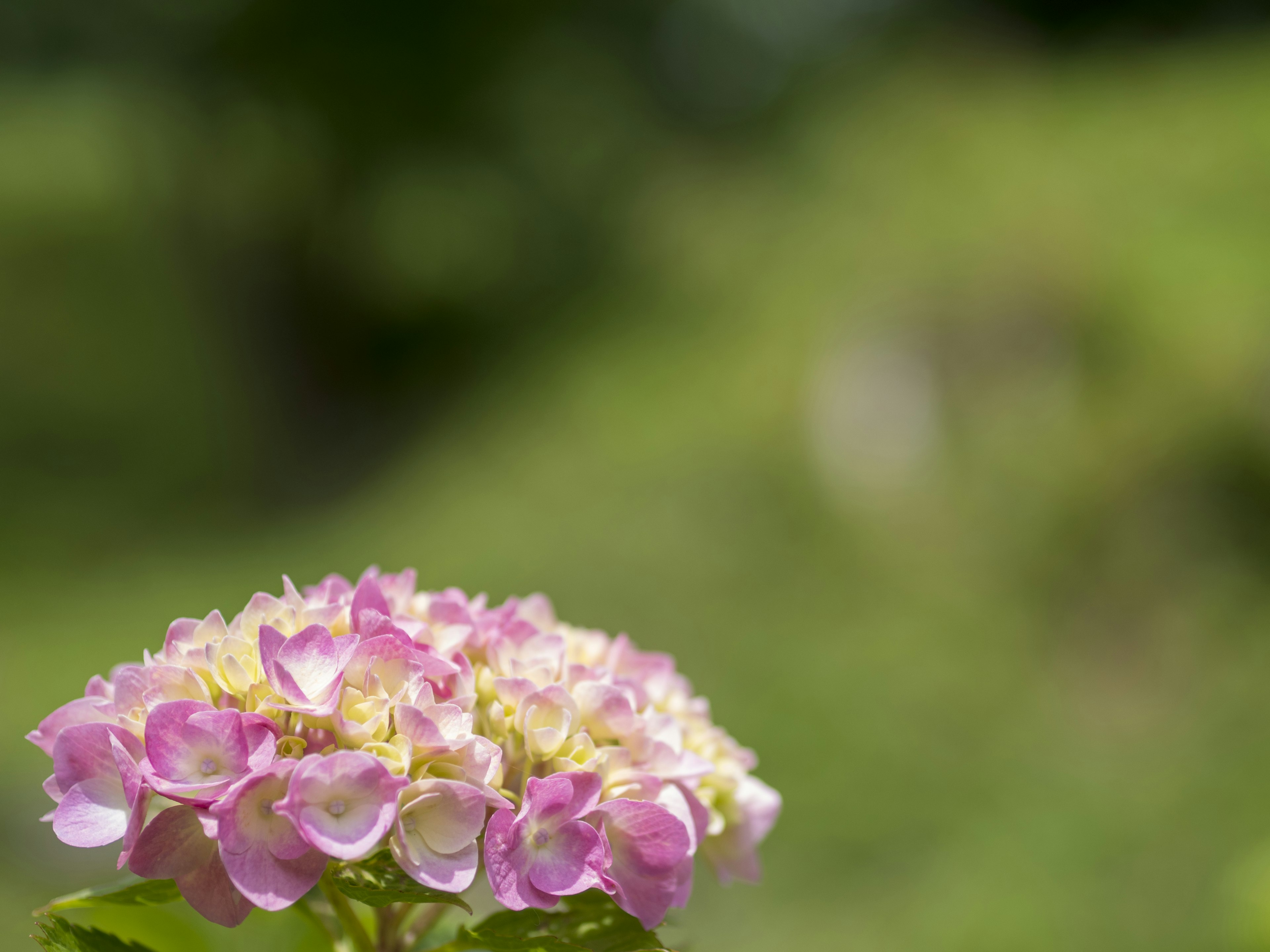 Primo piano di un'ortensia con petali rosa e bianchi su uno sfondo verde