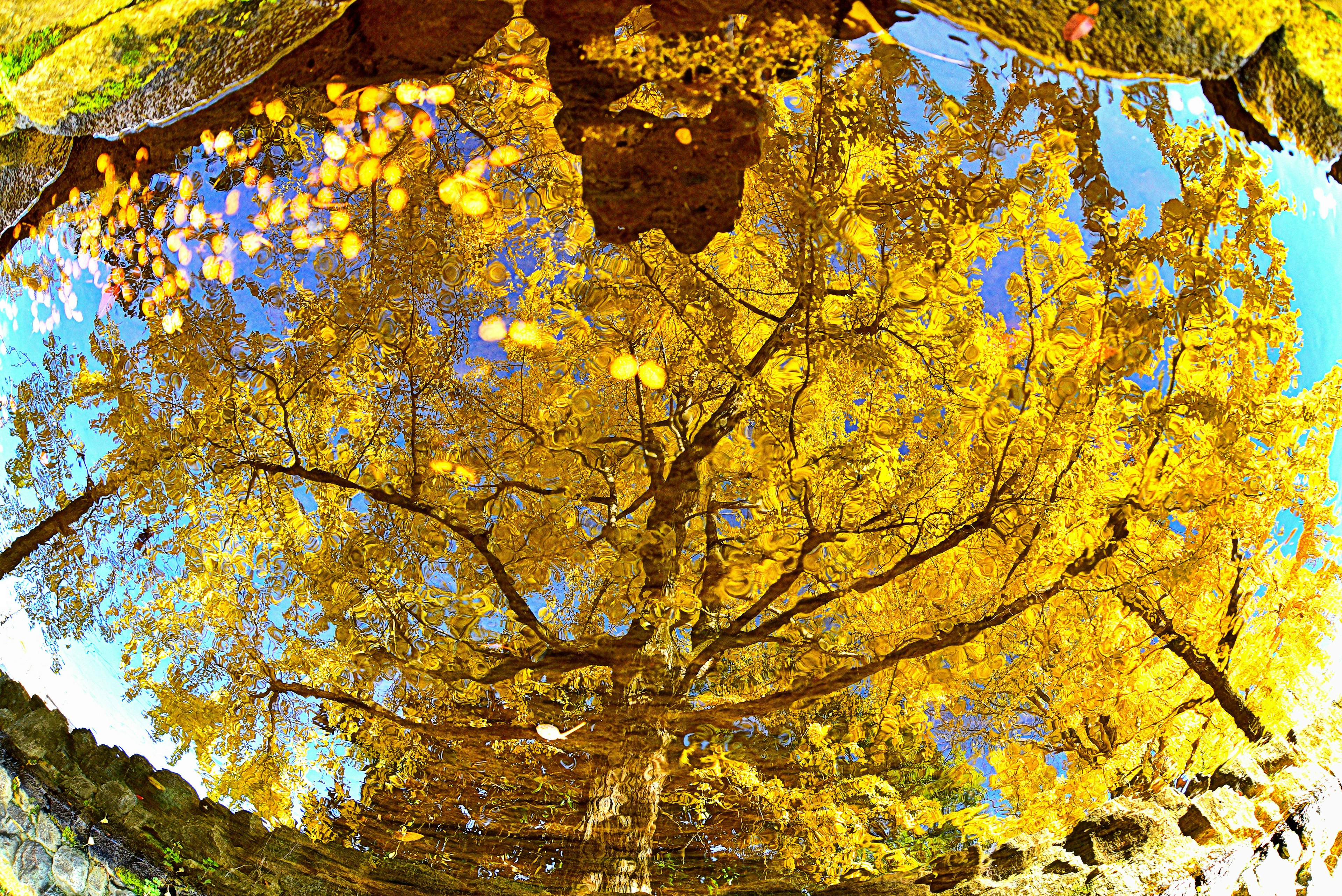 Lebendige gelbe Herbstbäume im Wasser mit blauem Himmel reflektiert