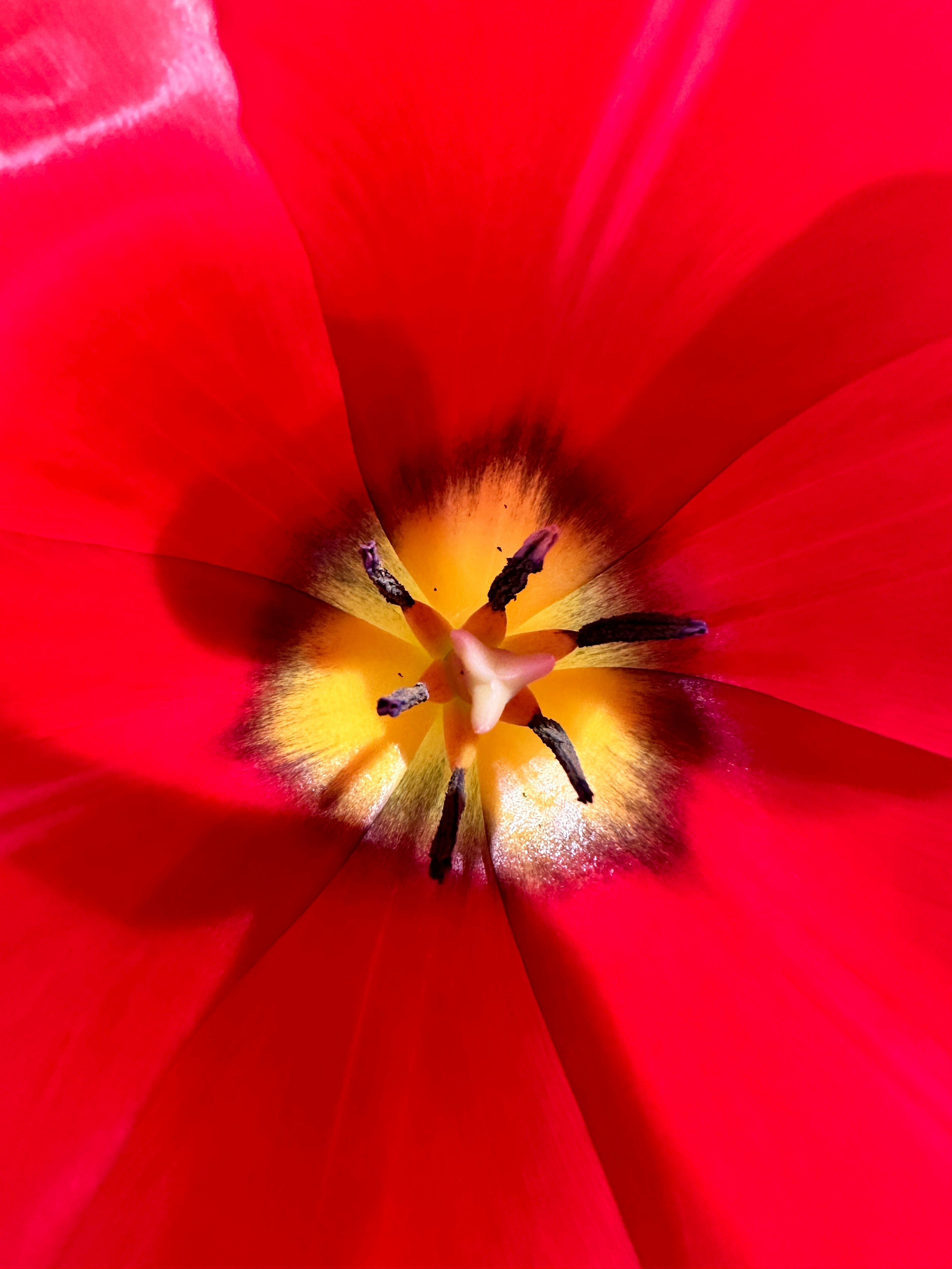 鮮やかな赤いチューリップの花の中心部のクローズアップ