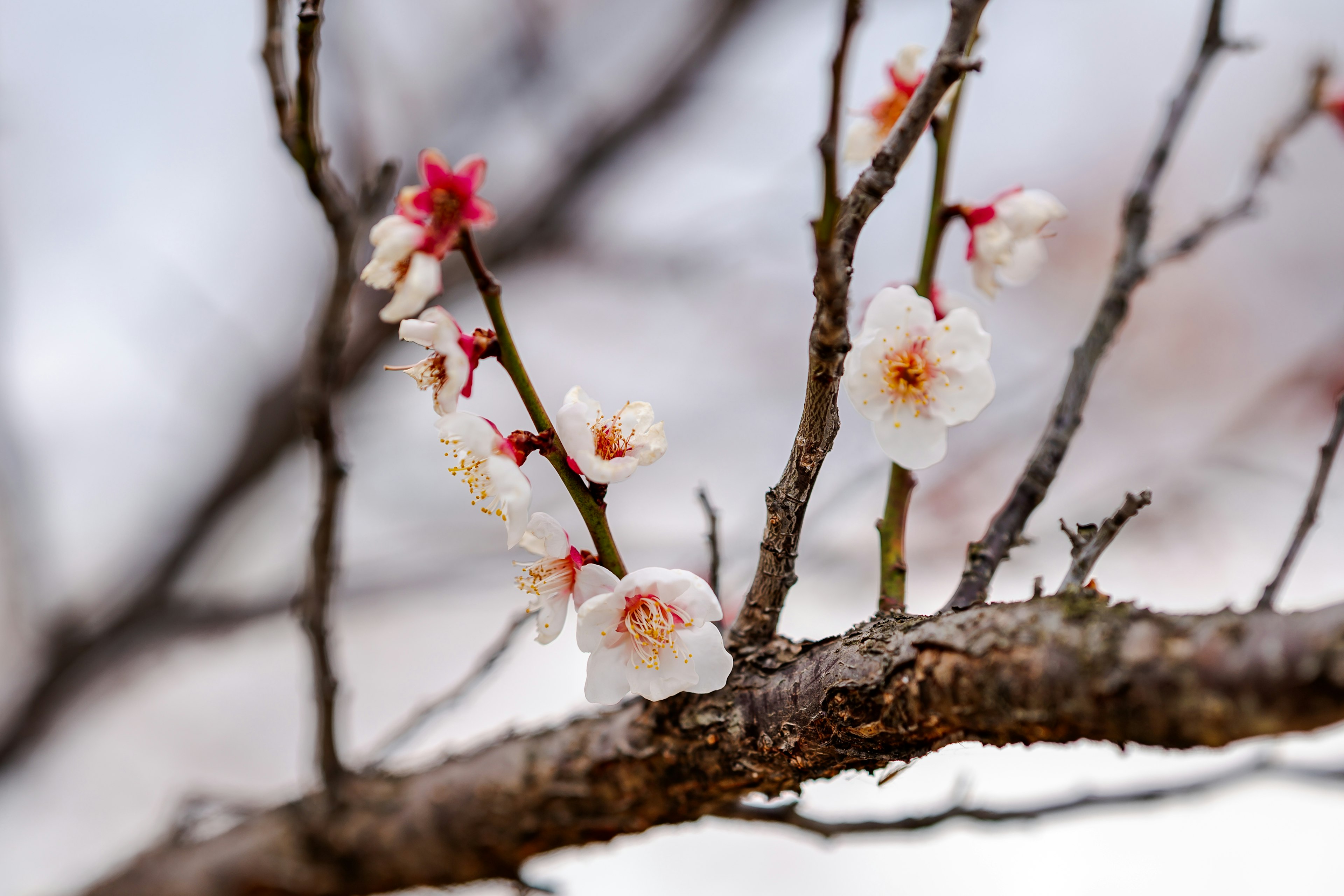 桜の花が咲く枝のクローズアップ