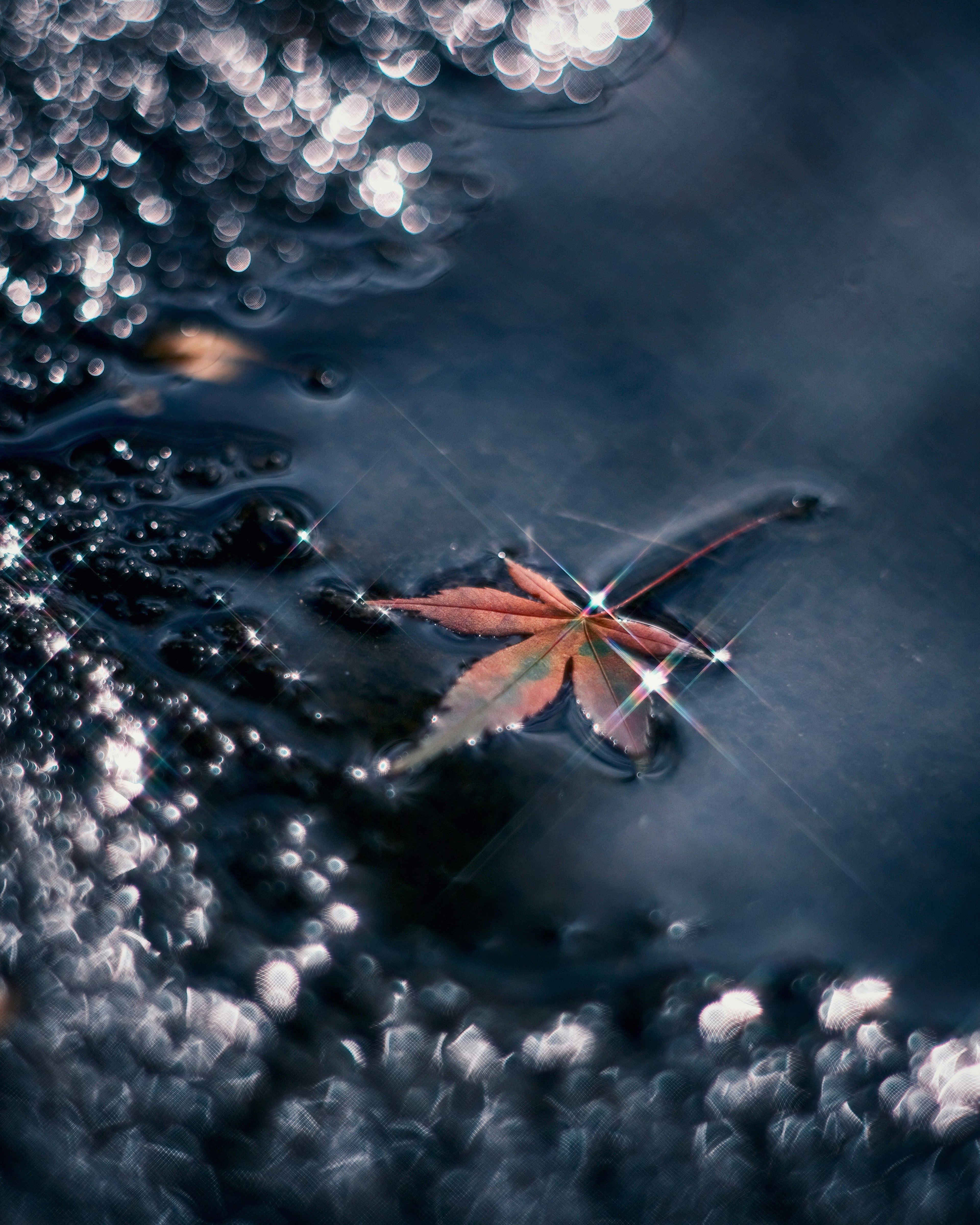 Feuille d'érable flottant sur la surface de l'eau avec des reflets de lumière