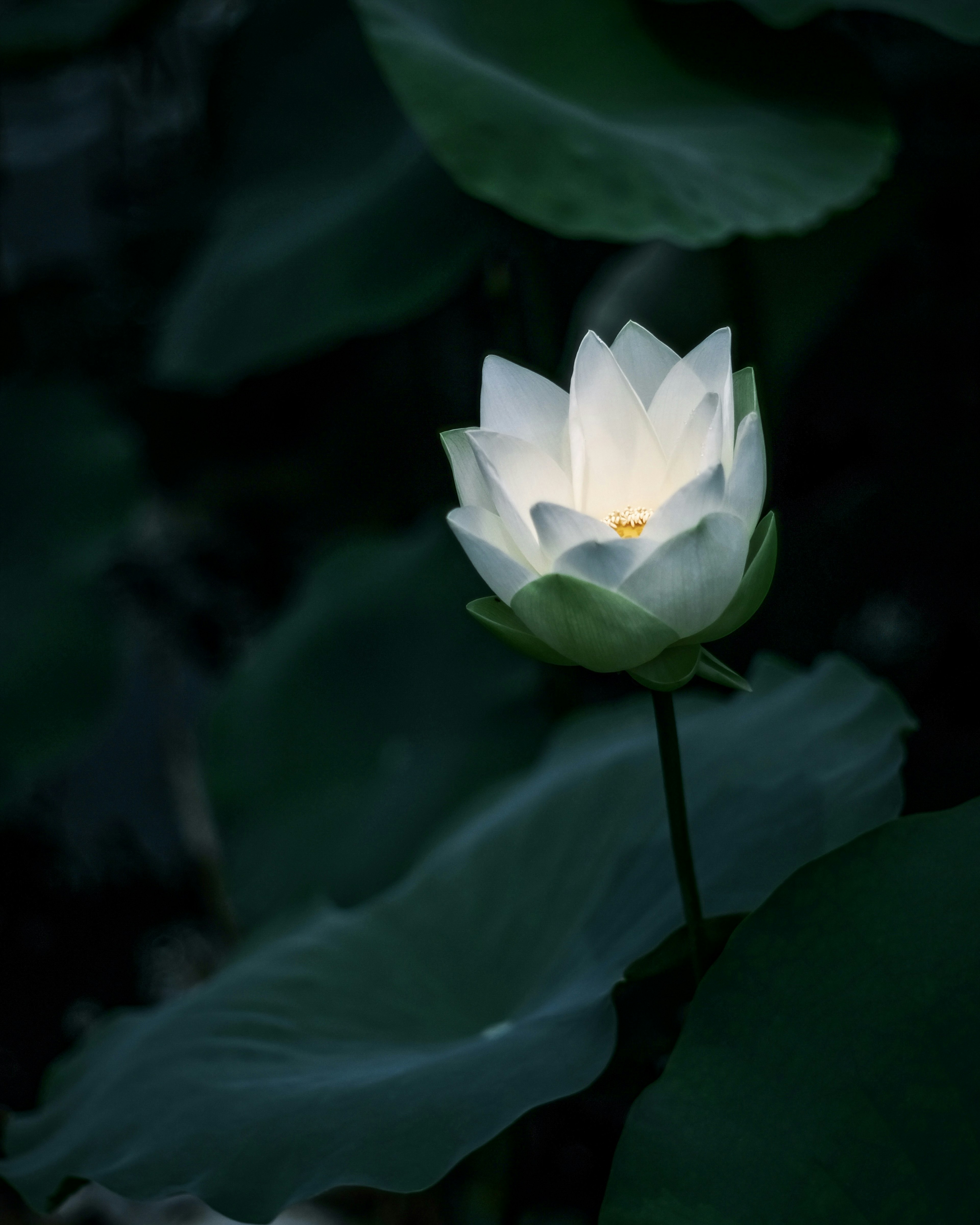 Eine weiße Lotusblume, die vor einem dunklen Hintergrund leuchtet