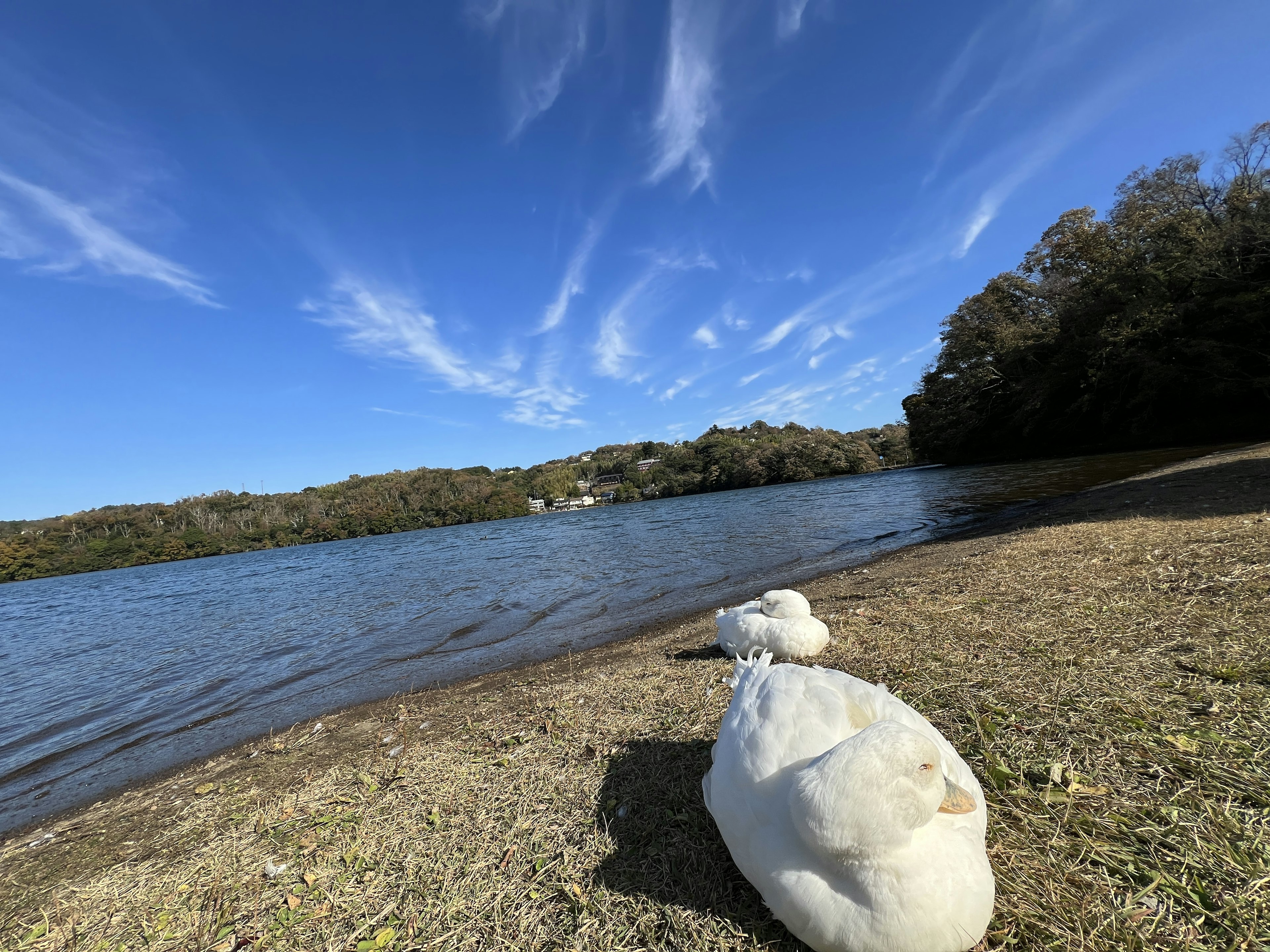 静かな湖のほとりでくつろぐ白鳥たちと青い空