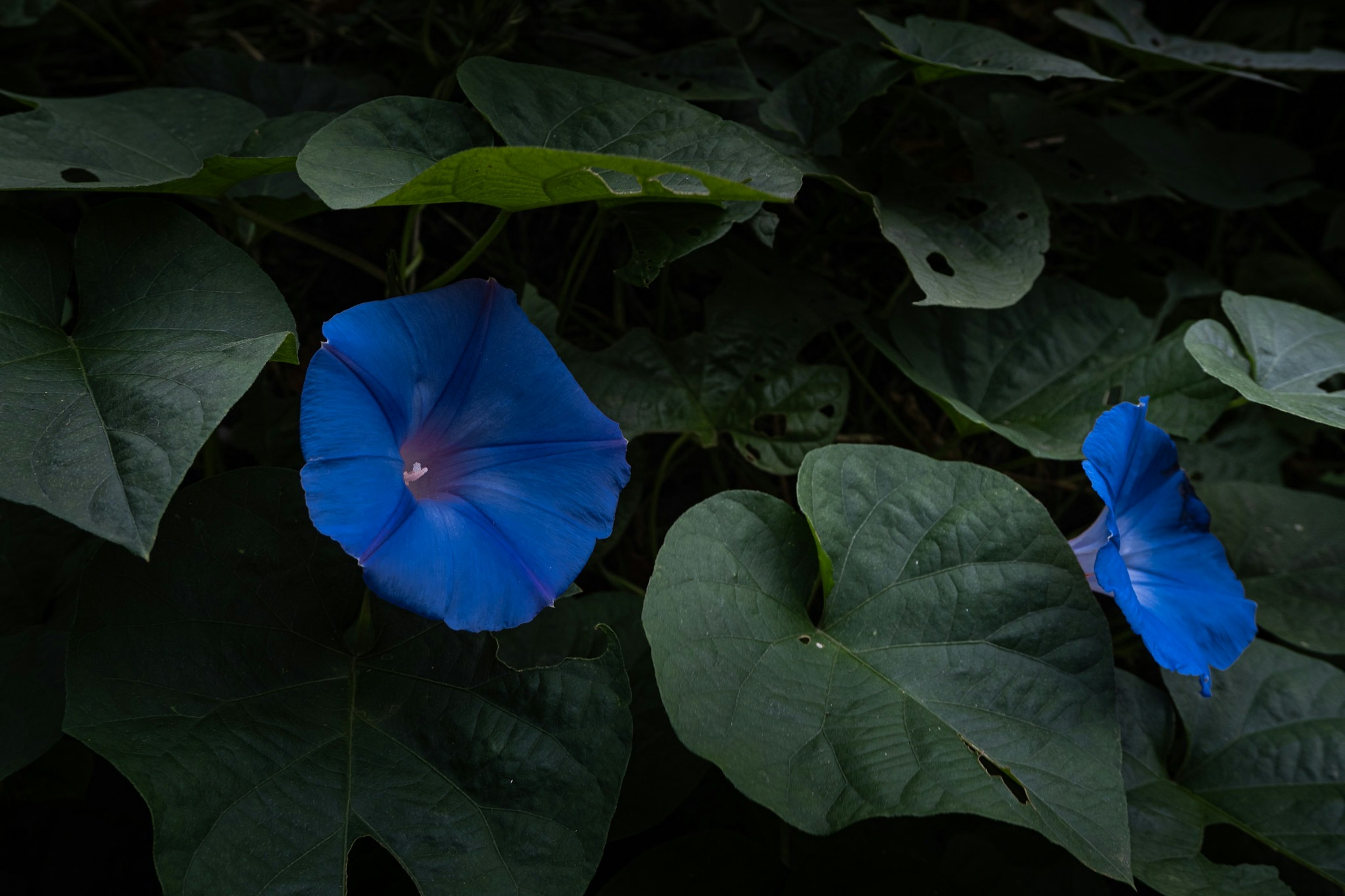 青い花と緑の葉が特徴的な植物のクローズアップ