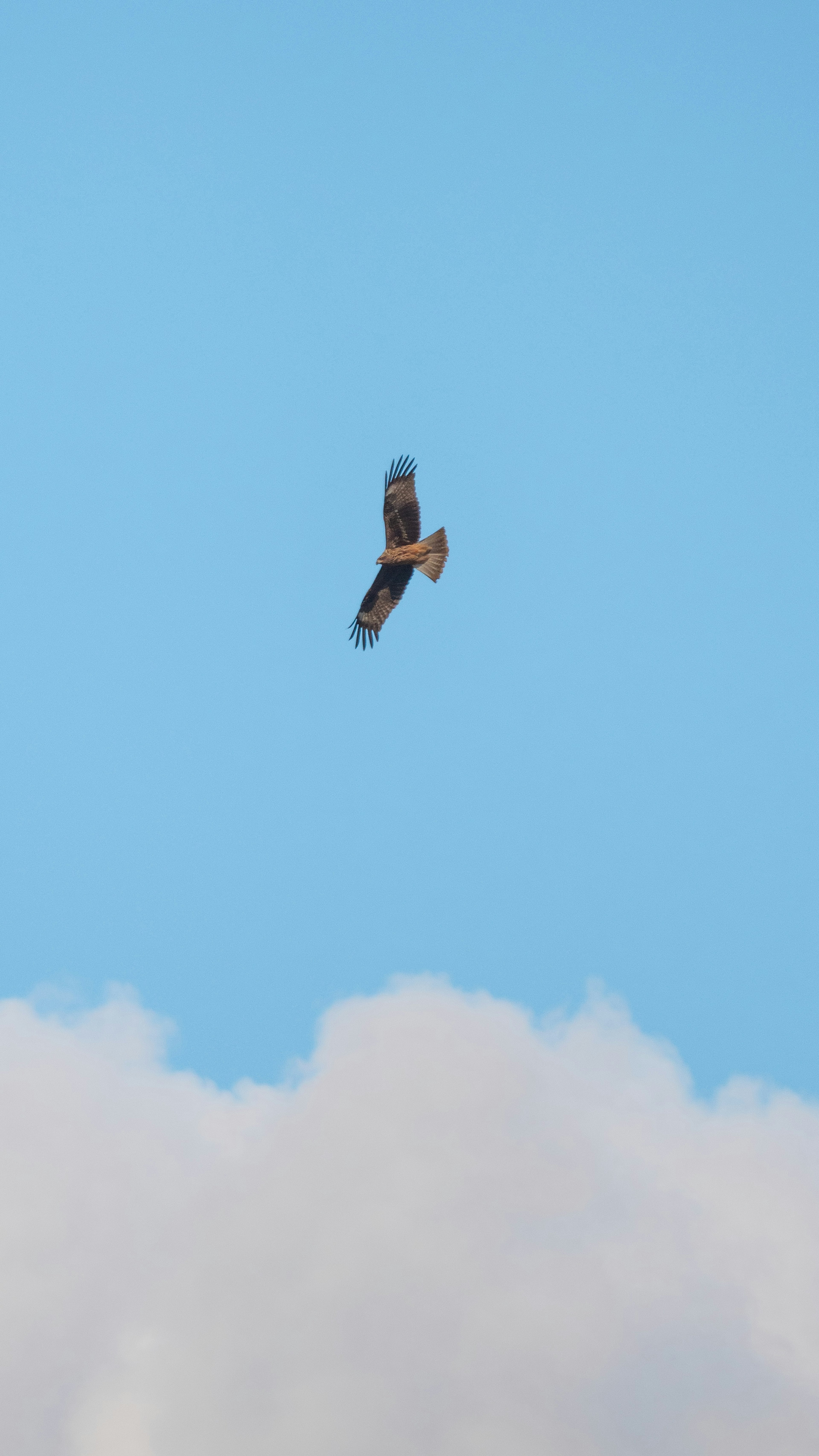 Bird of prey soaring against a blue sky