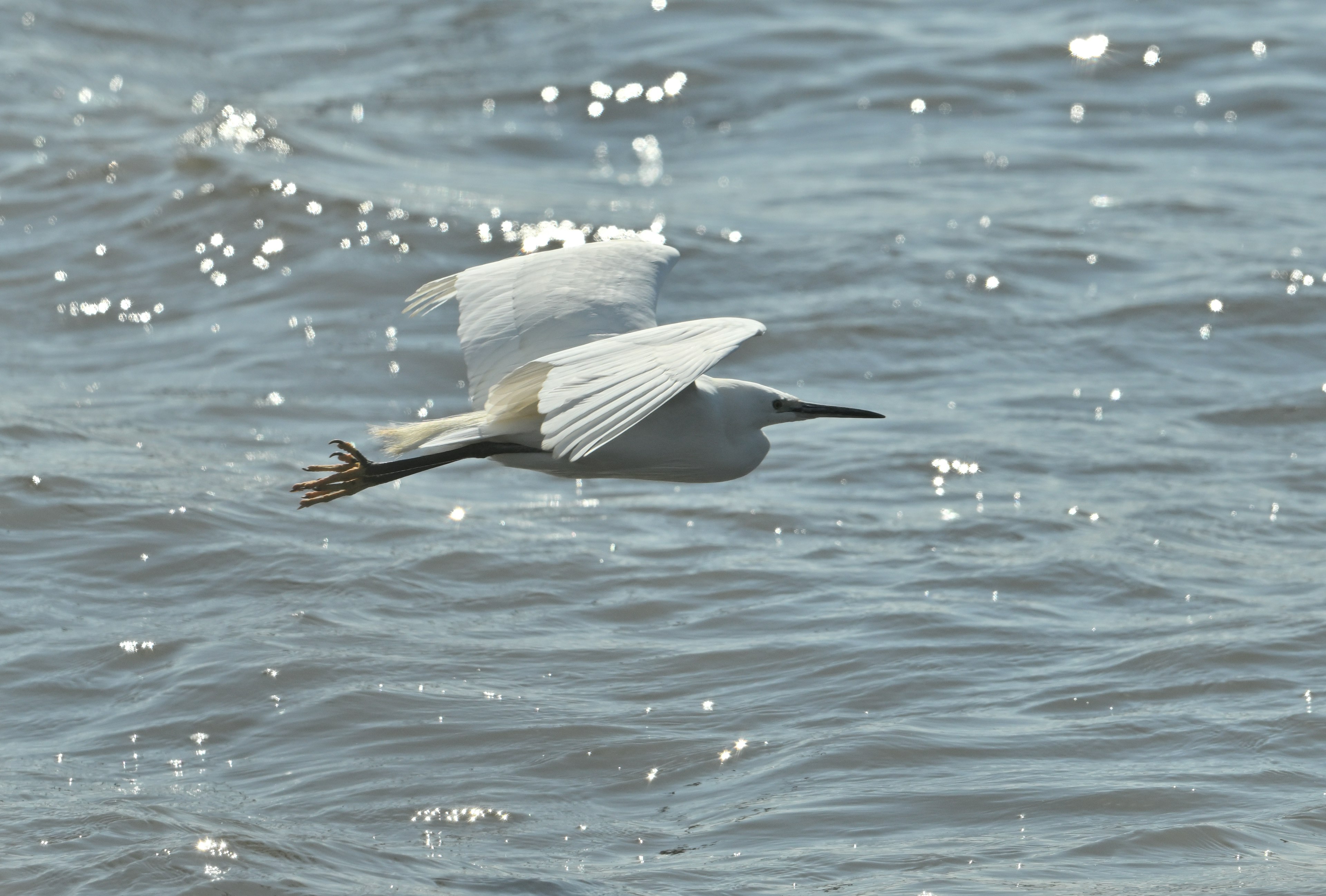 Silueta de un pájaro blanco volando sobre la superficie del agua