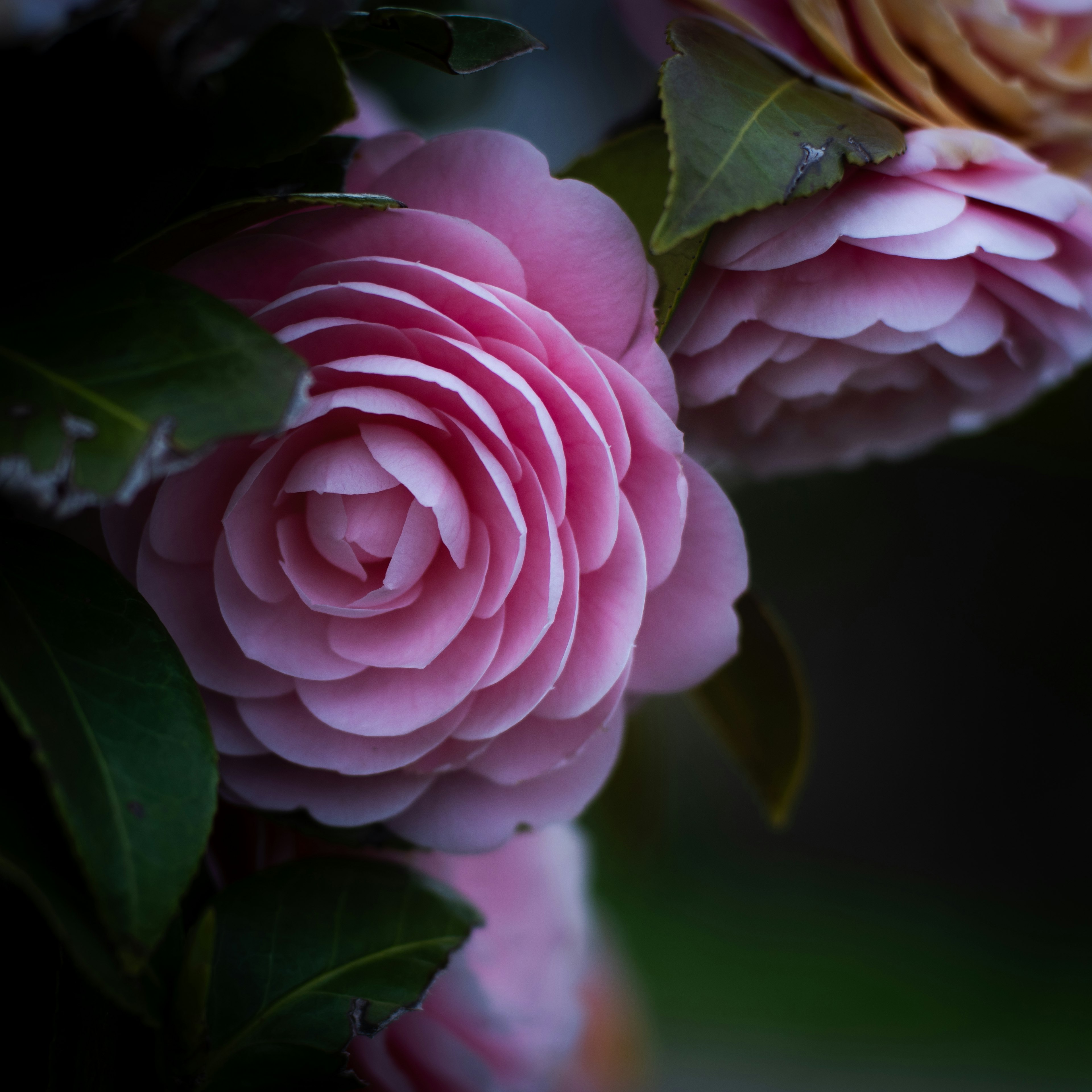 Beautiful pink camellia flowers blooming among green leaves