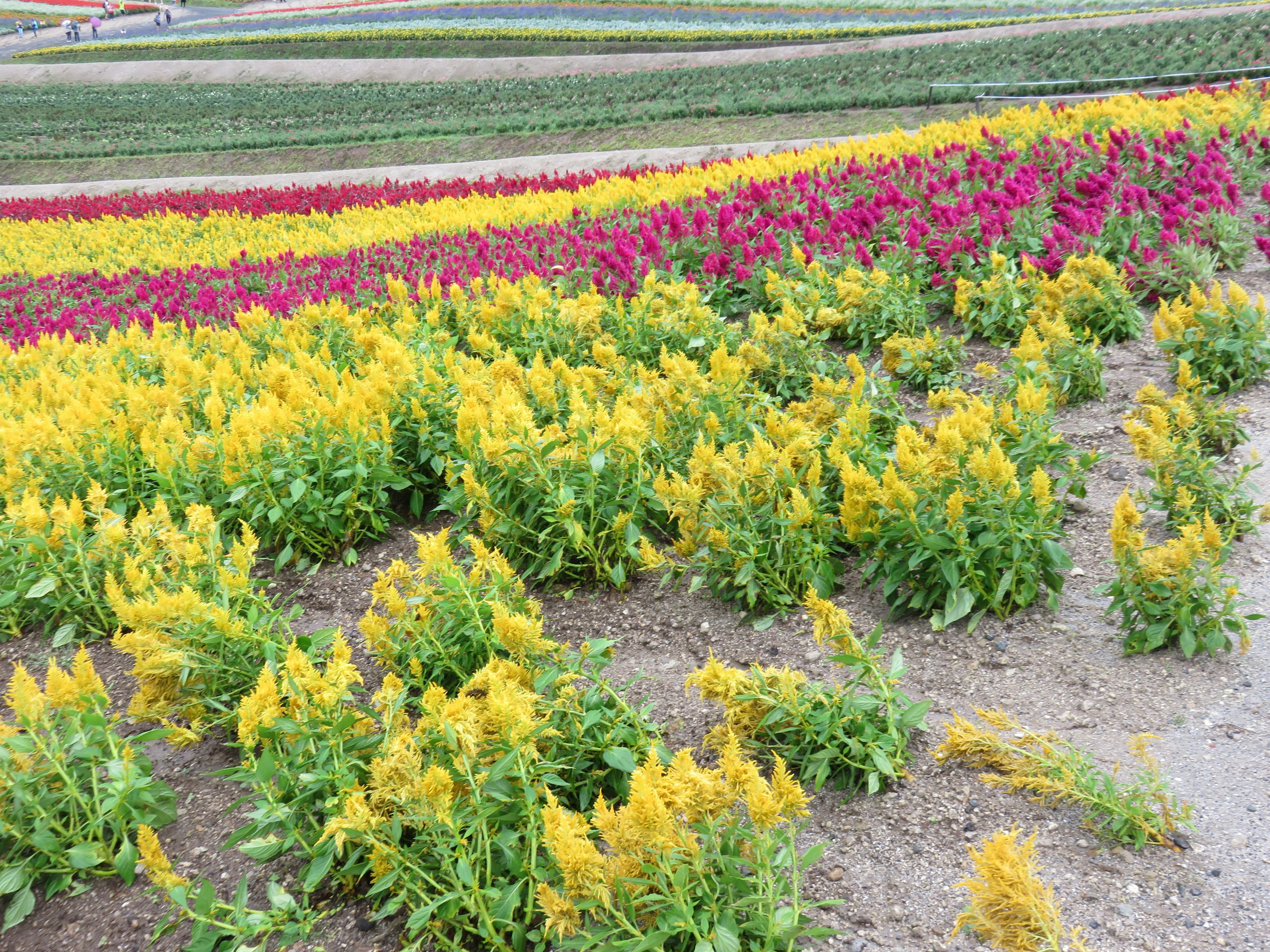 色彩缤纷的花田，黄色和红色花朵打造出色彩斑斓的风景