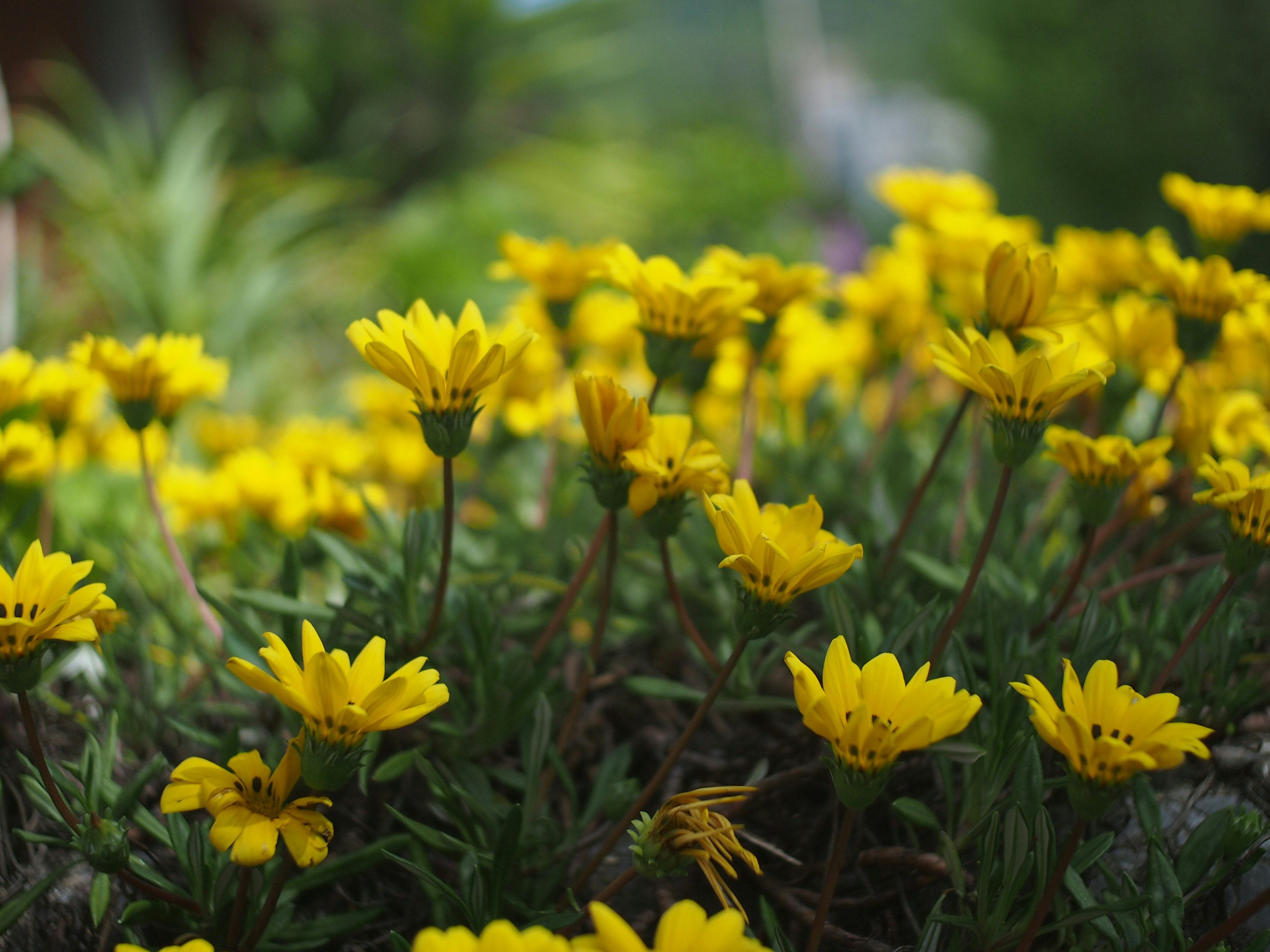 黄色い花が咲いている草地のクローズアップ