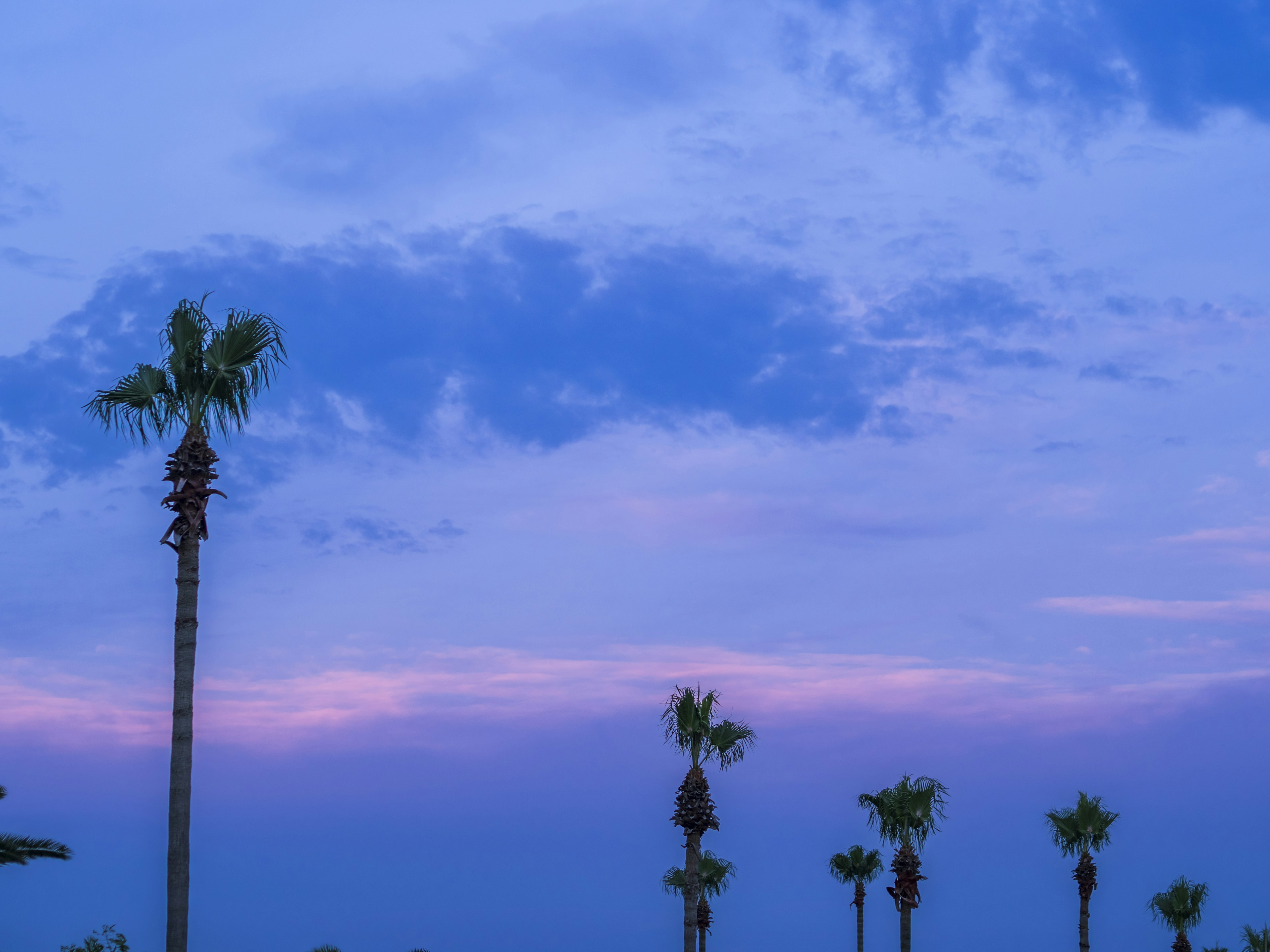 Langit senja dengan pohon palem yang terlihat di latar belakang biru dan ungu