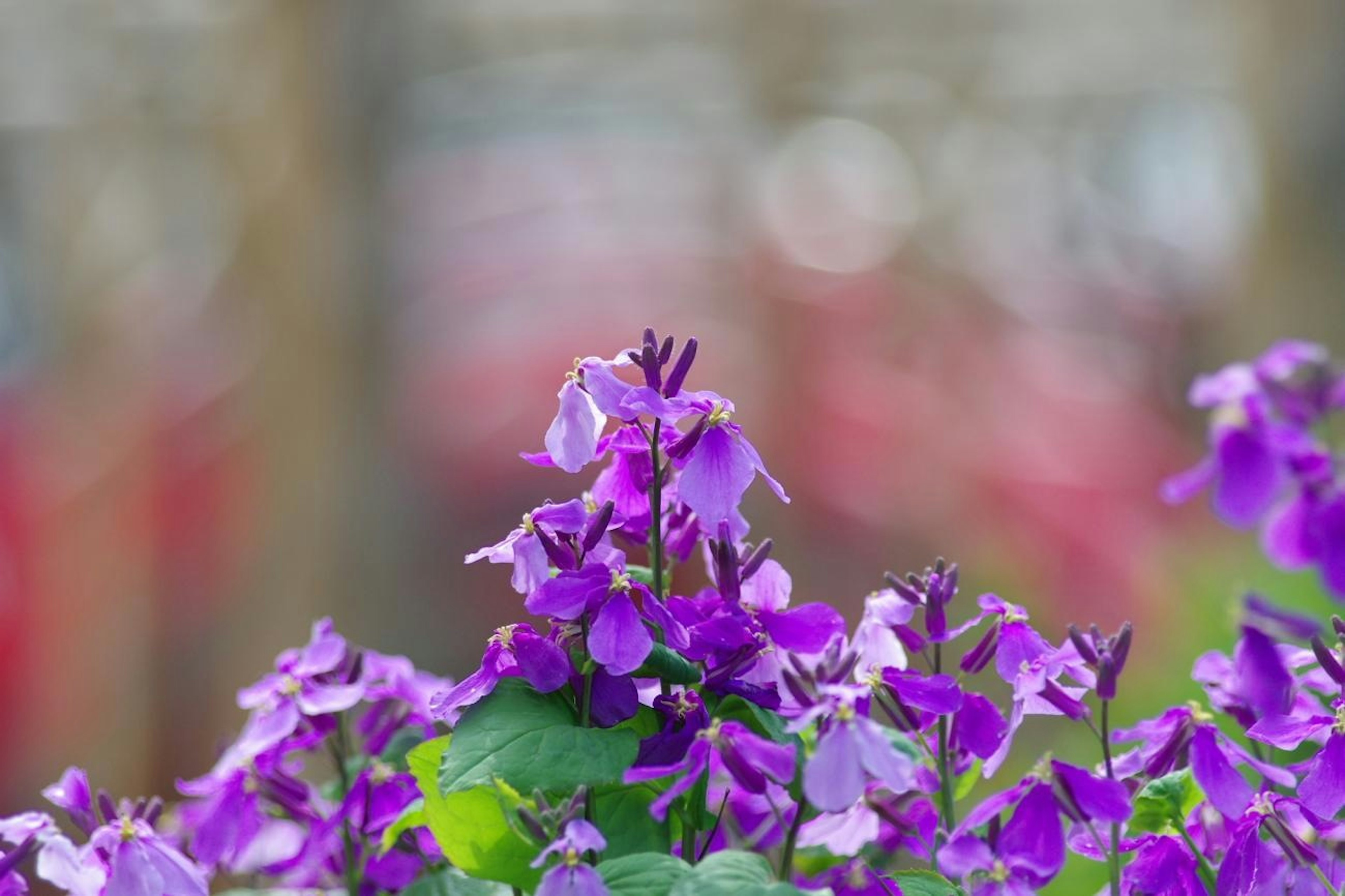 鮮やかな紫色の花が咲く植物のクローズアップ