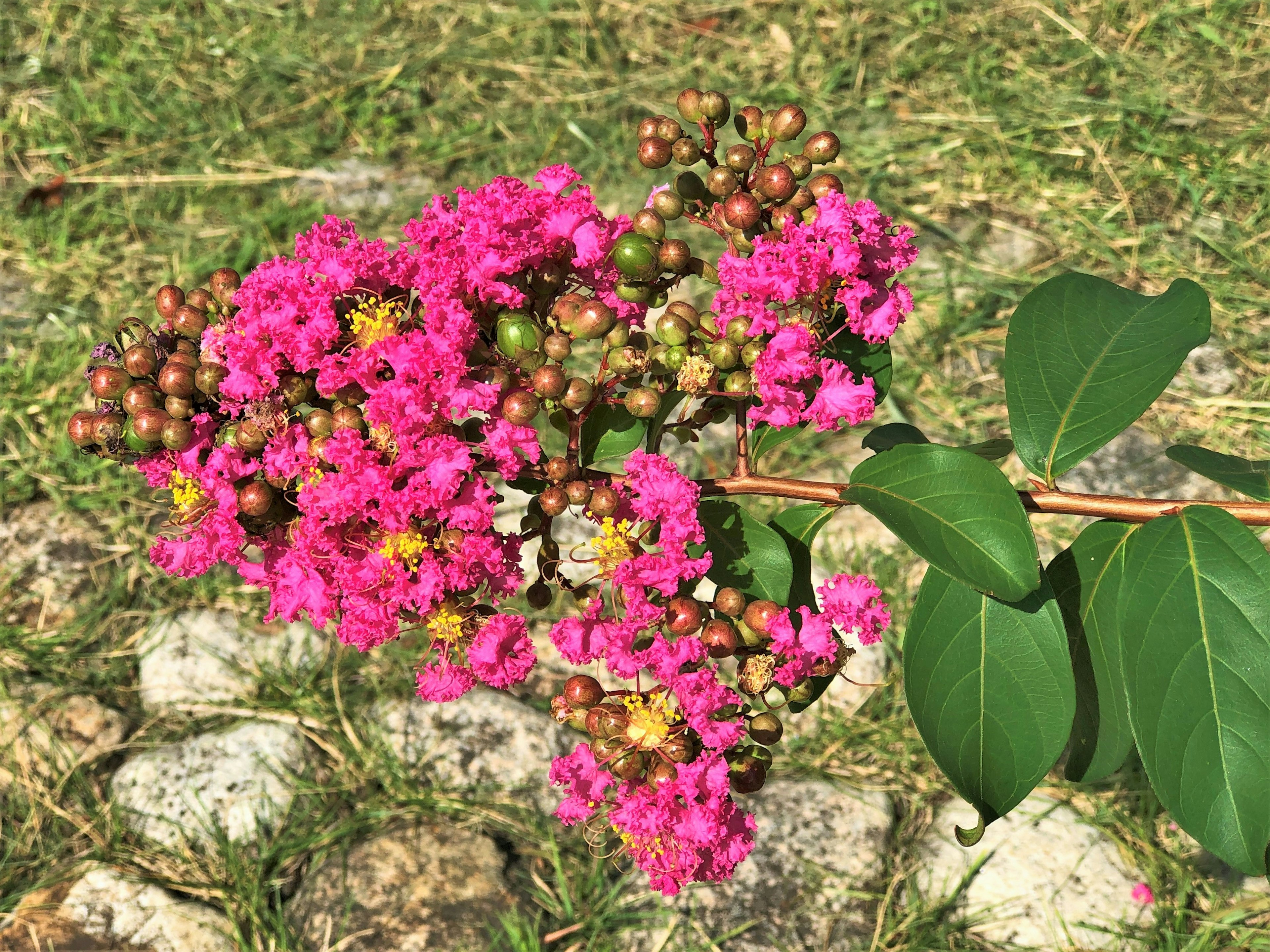 Branch of crepe myrtle with vibrant pink flowers and green leaves resting on stones