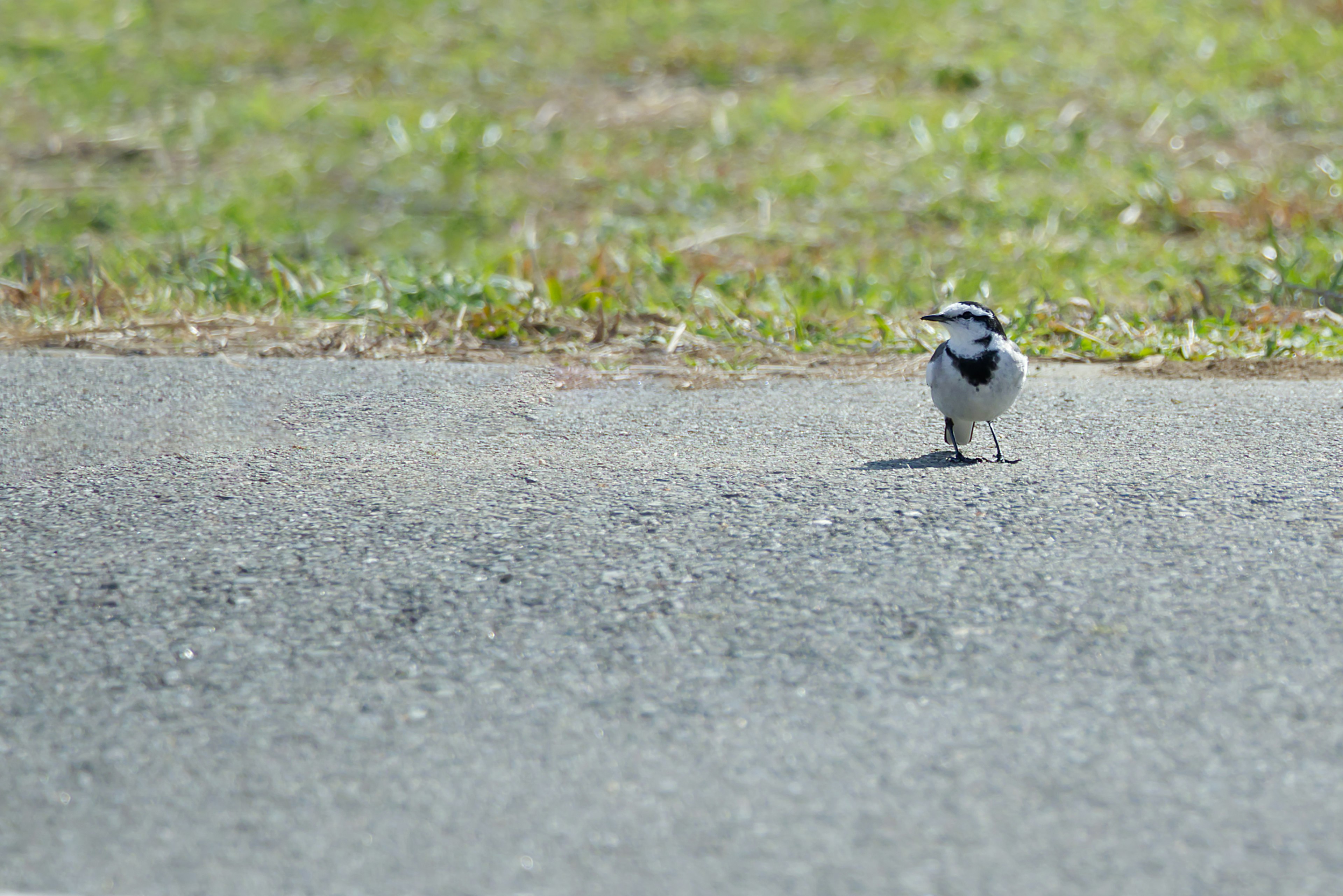 Un pequeño pájaro blanco y negro caminando por una carretera