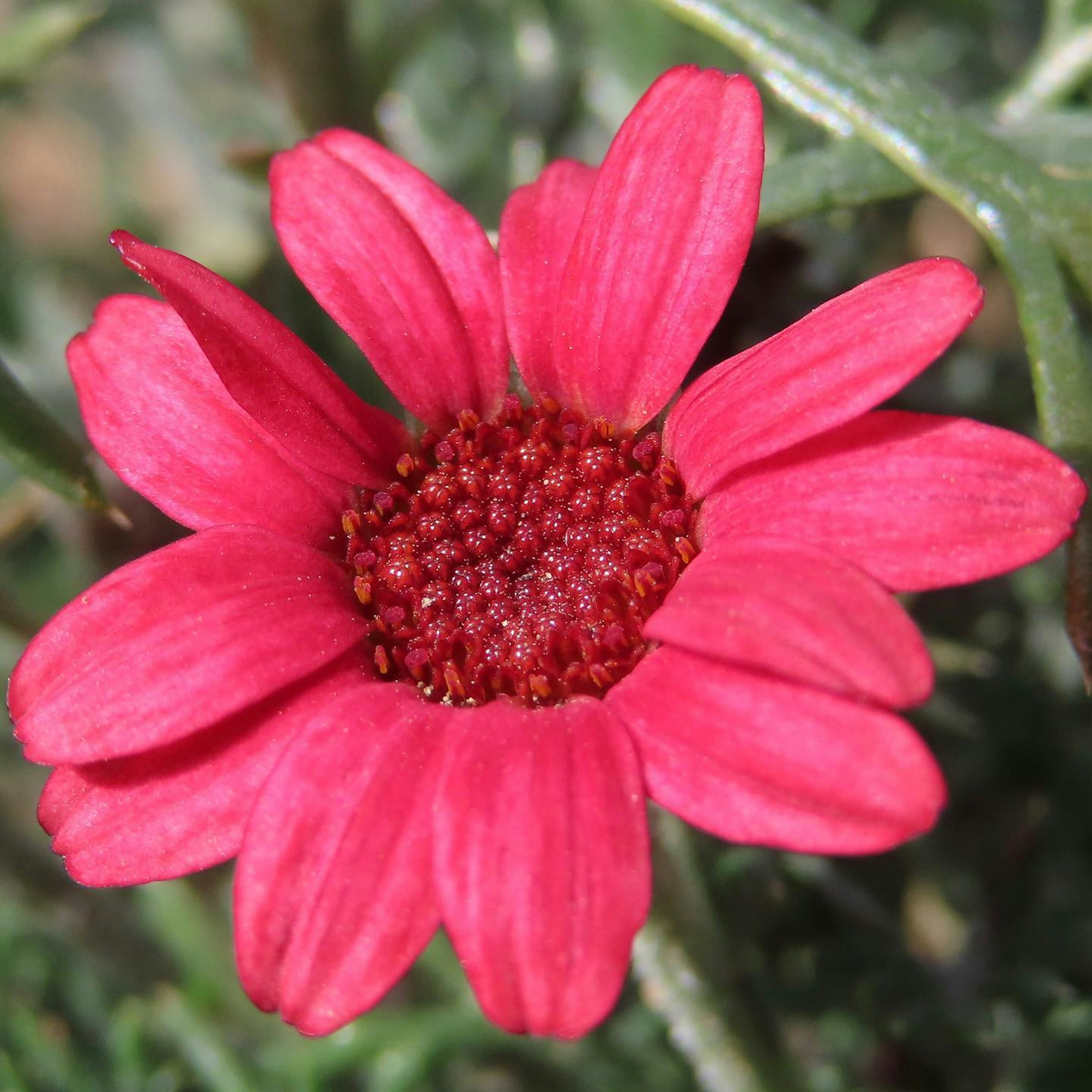 Bunga pink cerah dengan pusat merah tua