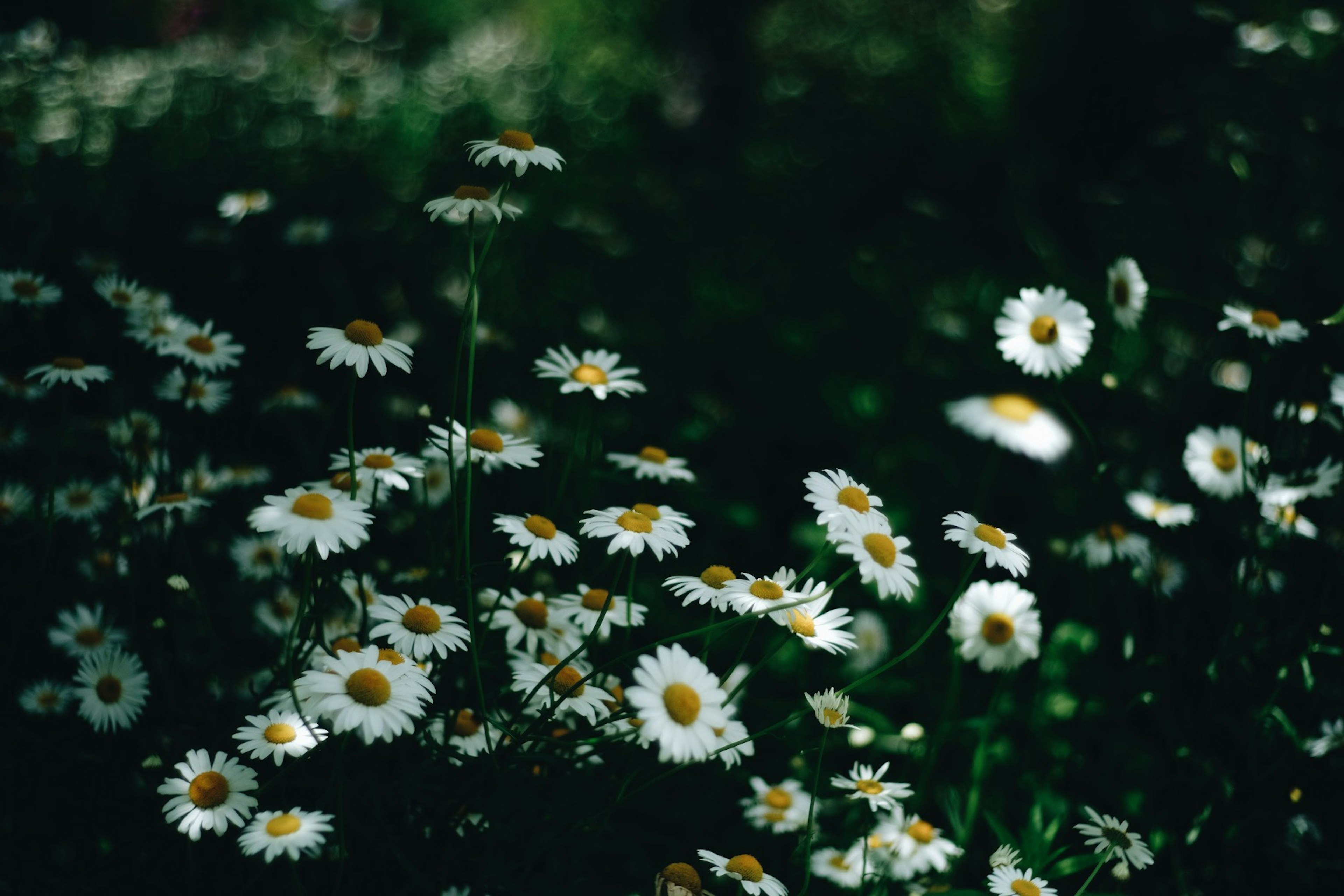 Ein Haufen weißer Gänseblümchen, die in einer grünen Umgebung blühen