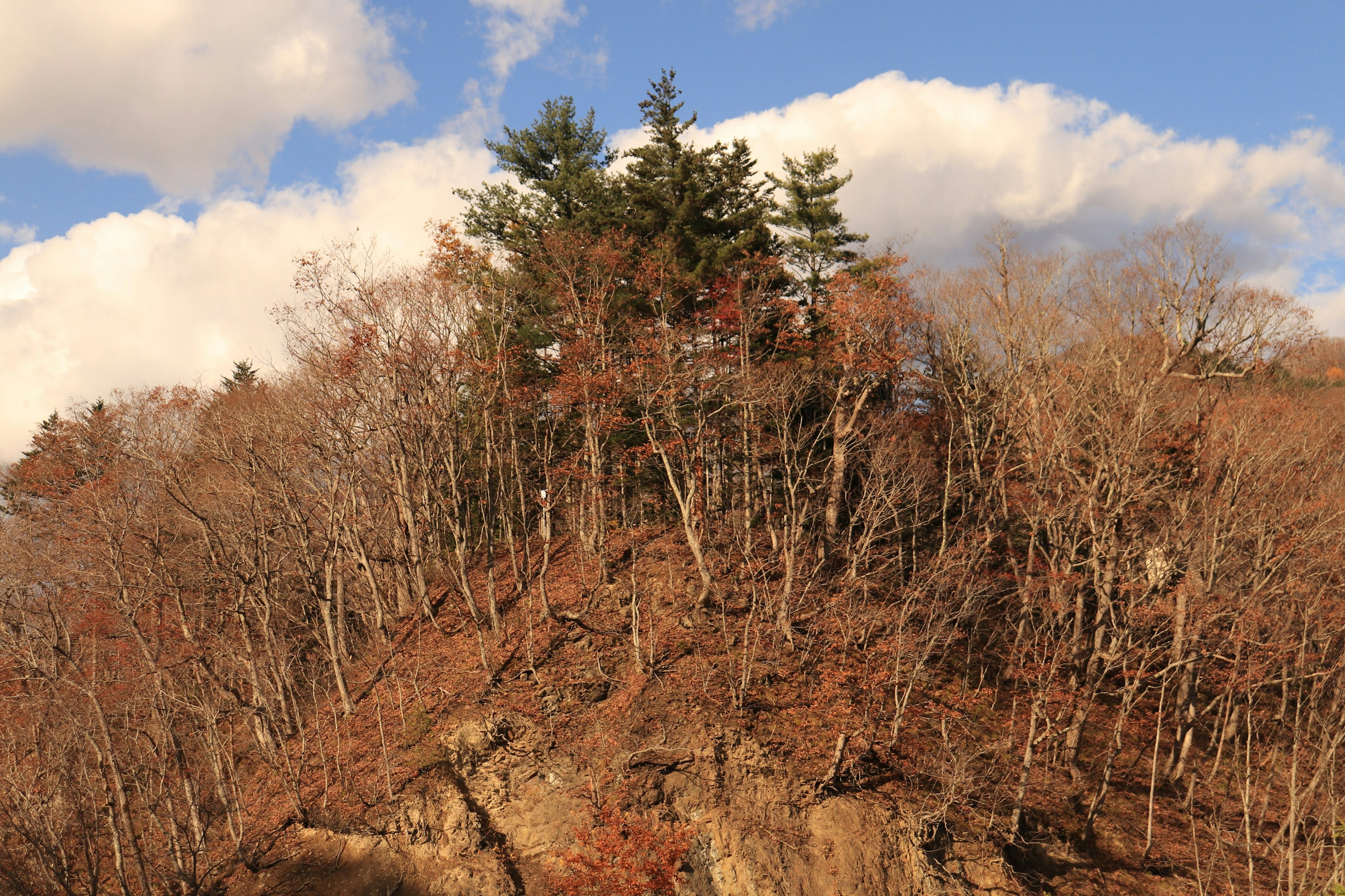 Des pins sur un rocher entouré de feuillage d'automne